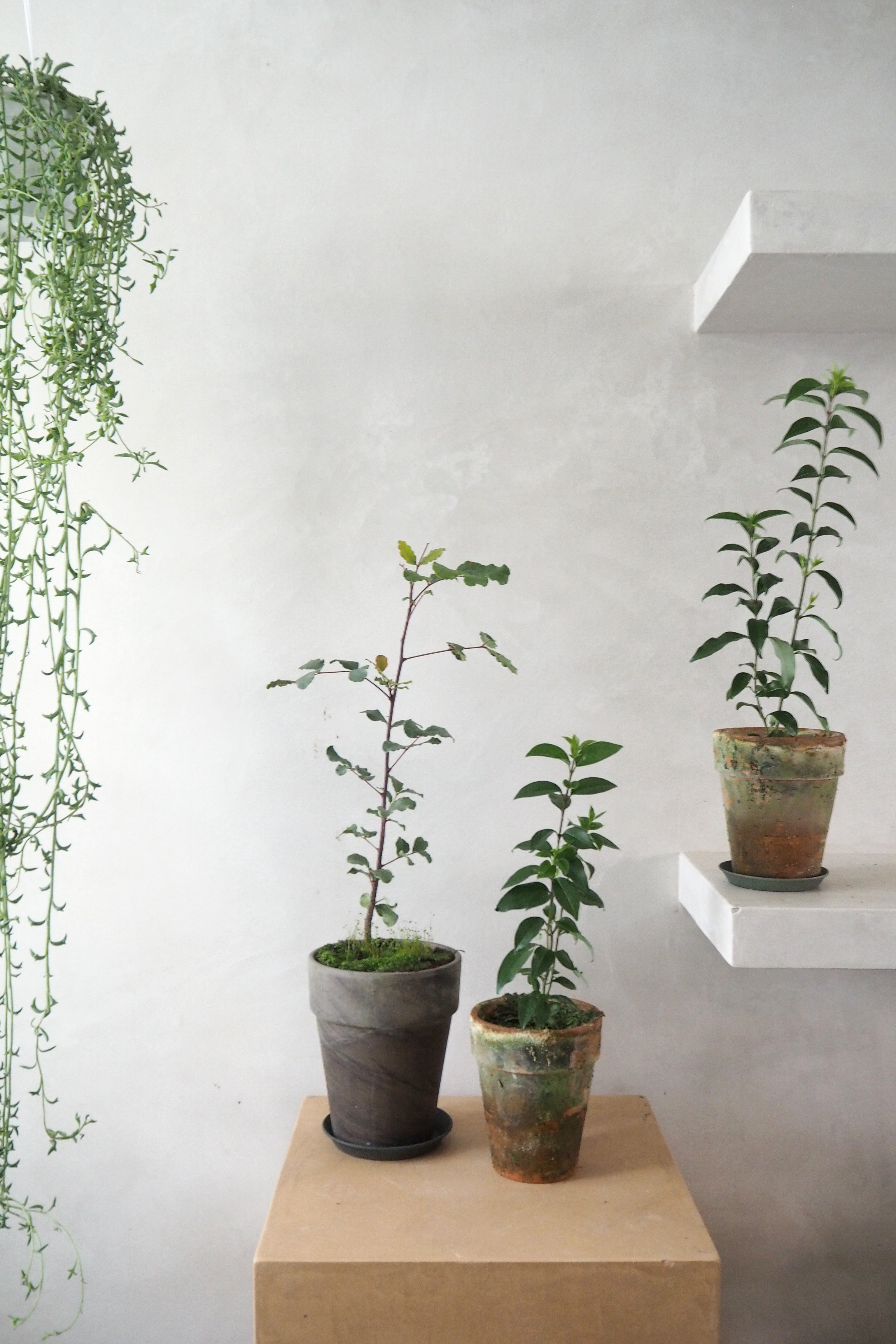 Delfinplante - Senecio Peregrinus