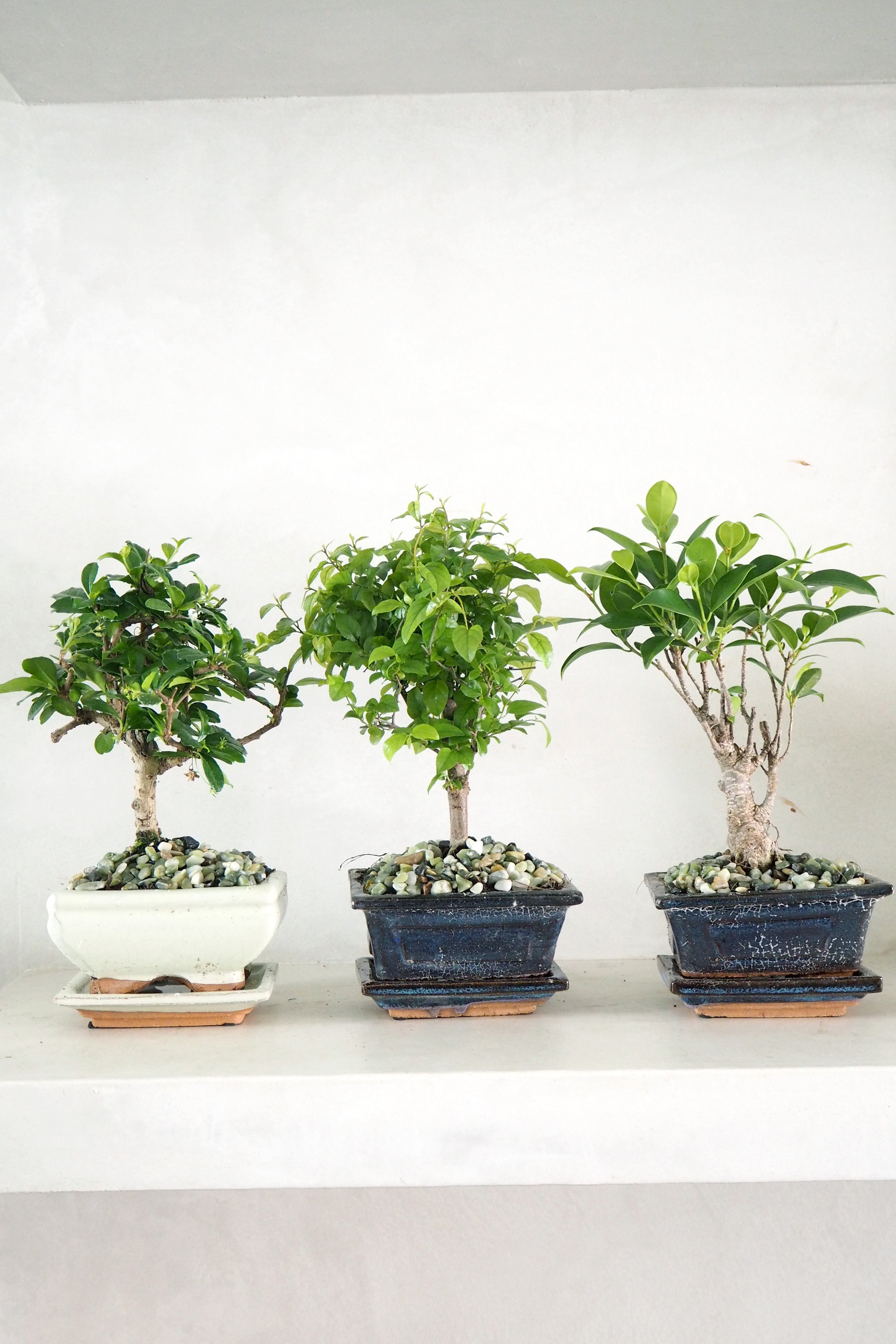 Bonsai Ficus, Blå, lille