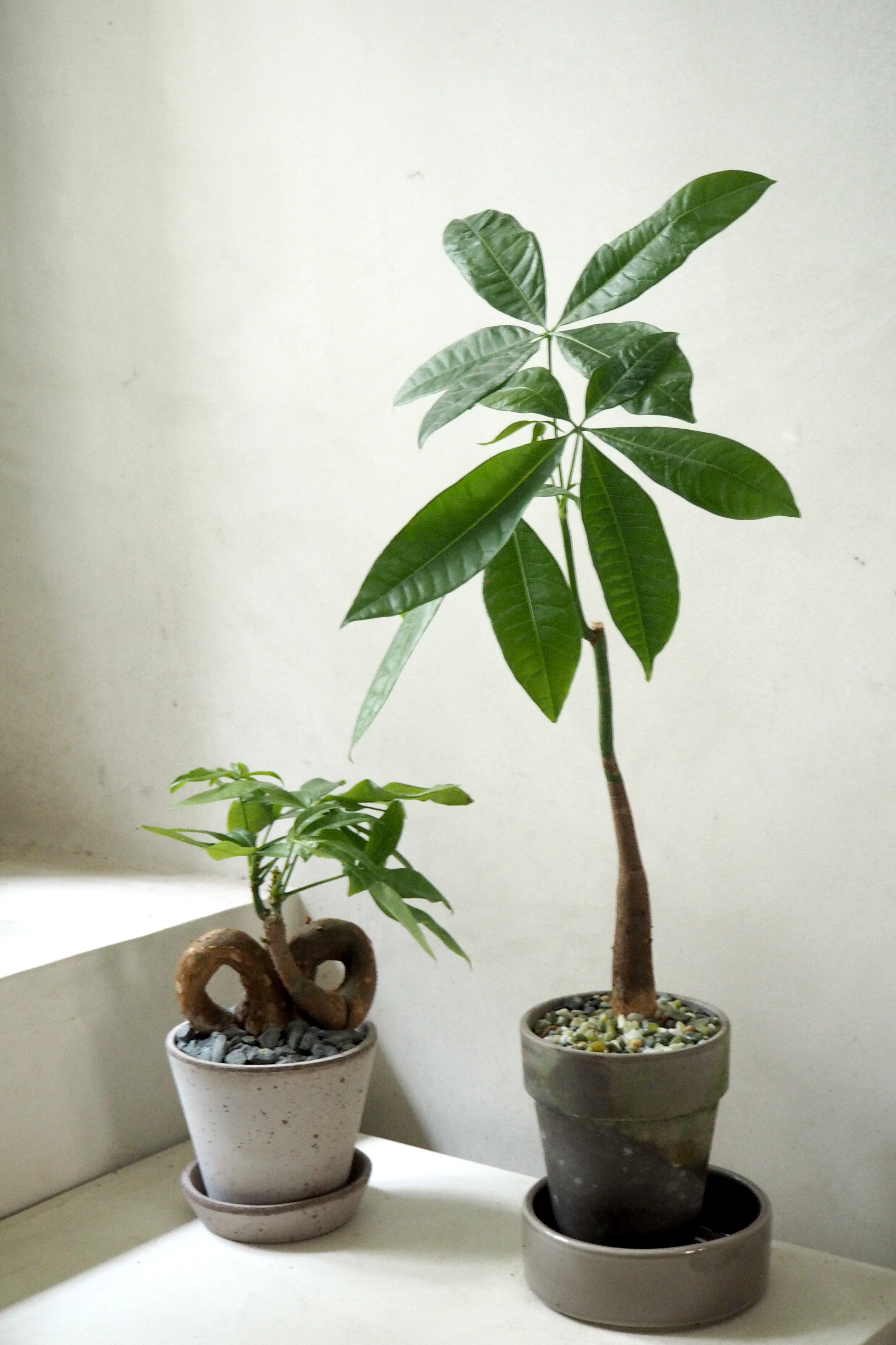 Lykkekastanje Japandi