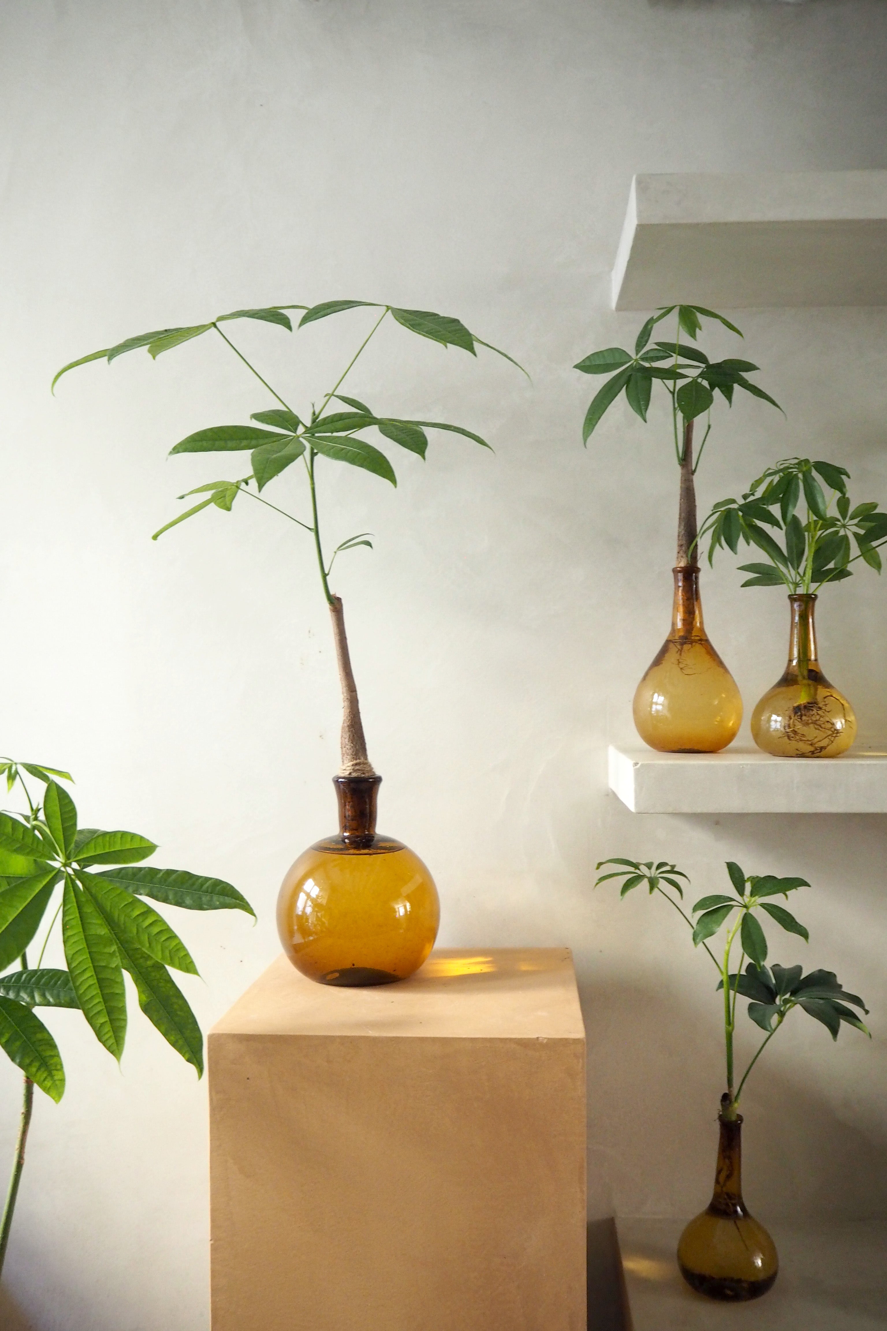 Lykkekastanje Japandi i glas