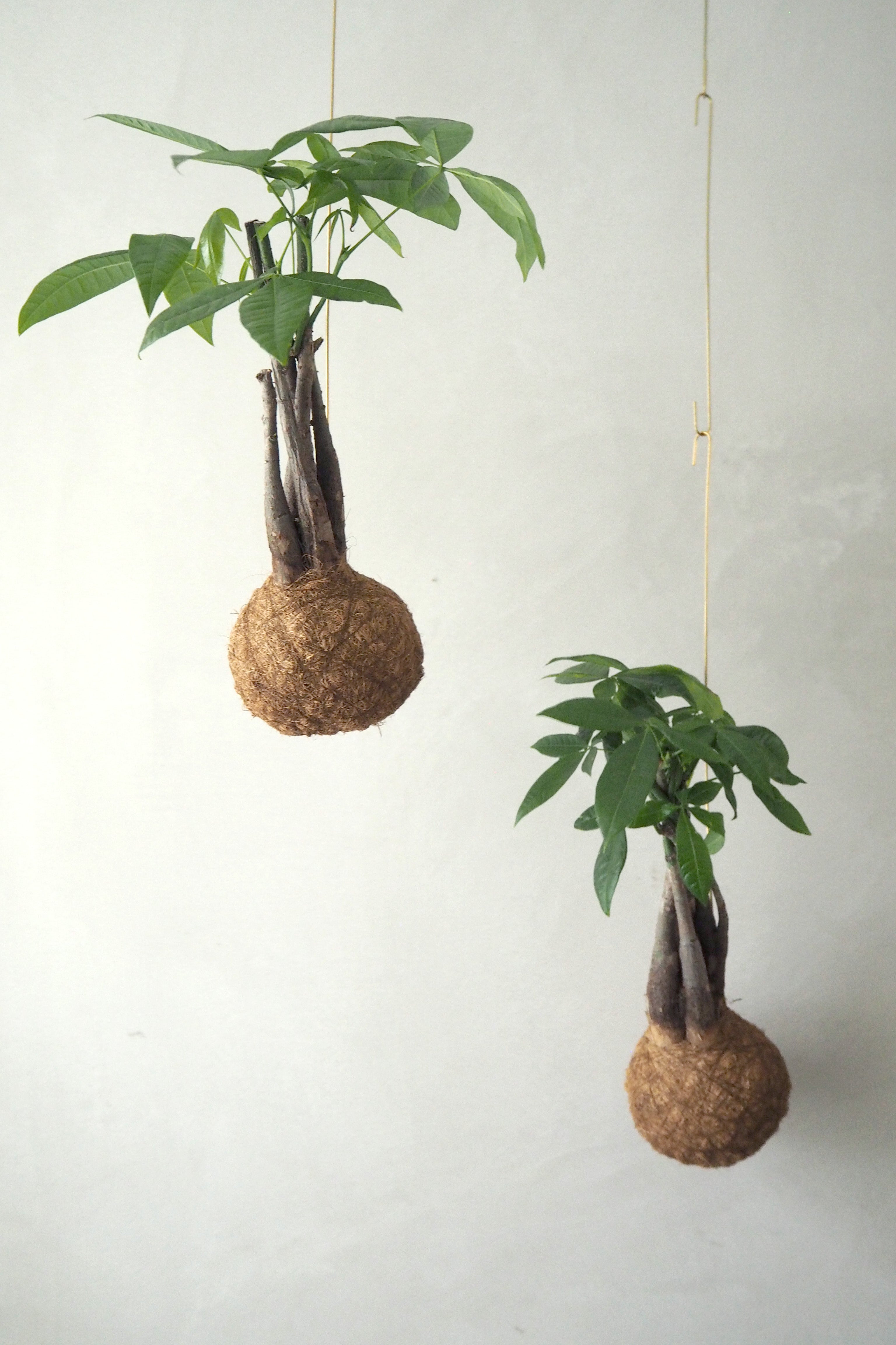 Planteplanet, flerstammet Lykkekastanje