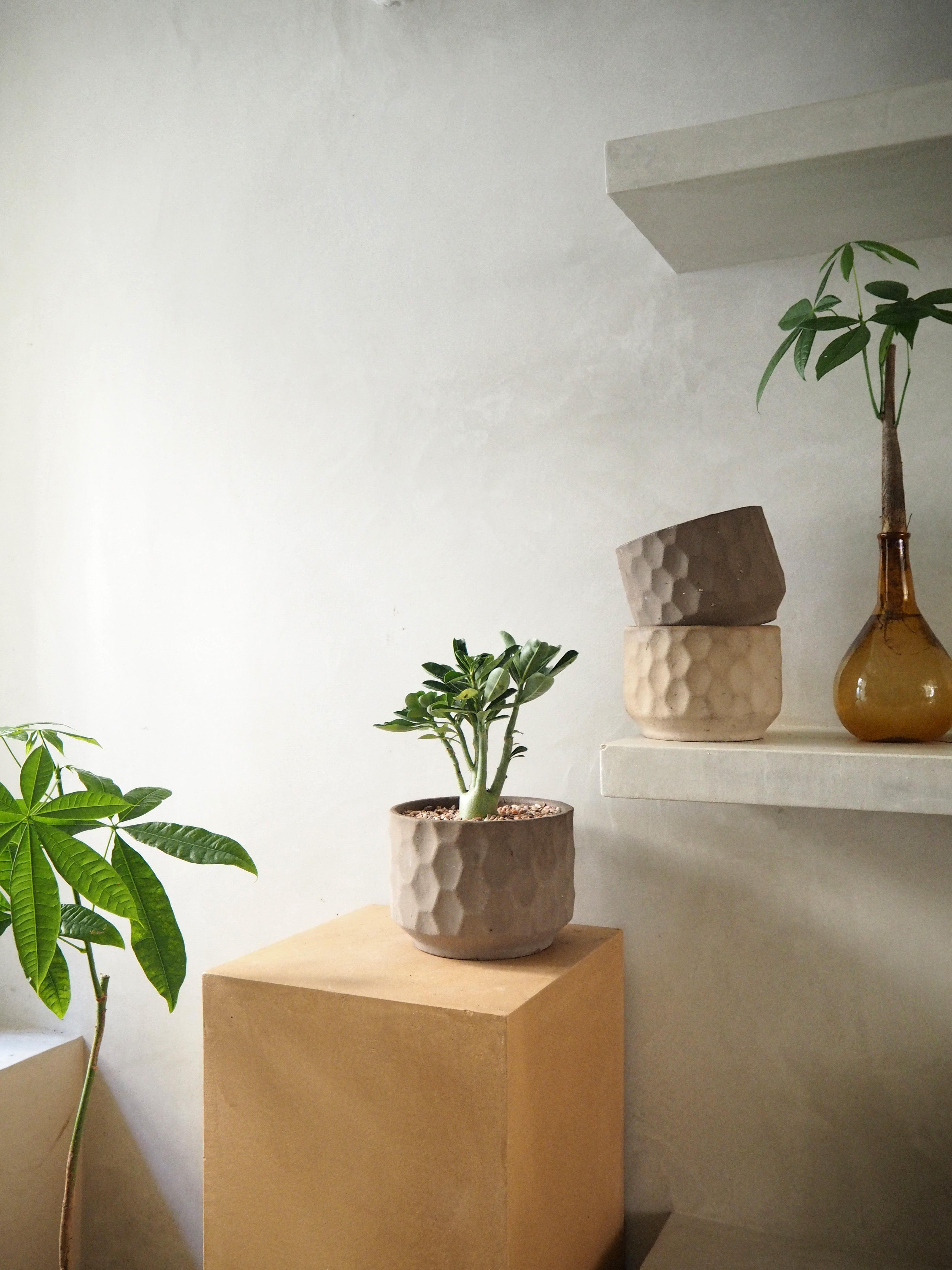 Lykkekastanje Japandi i glas