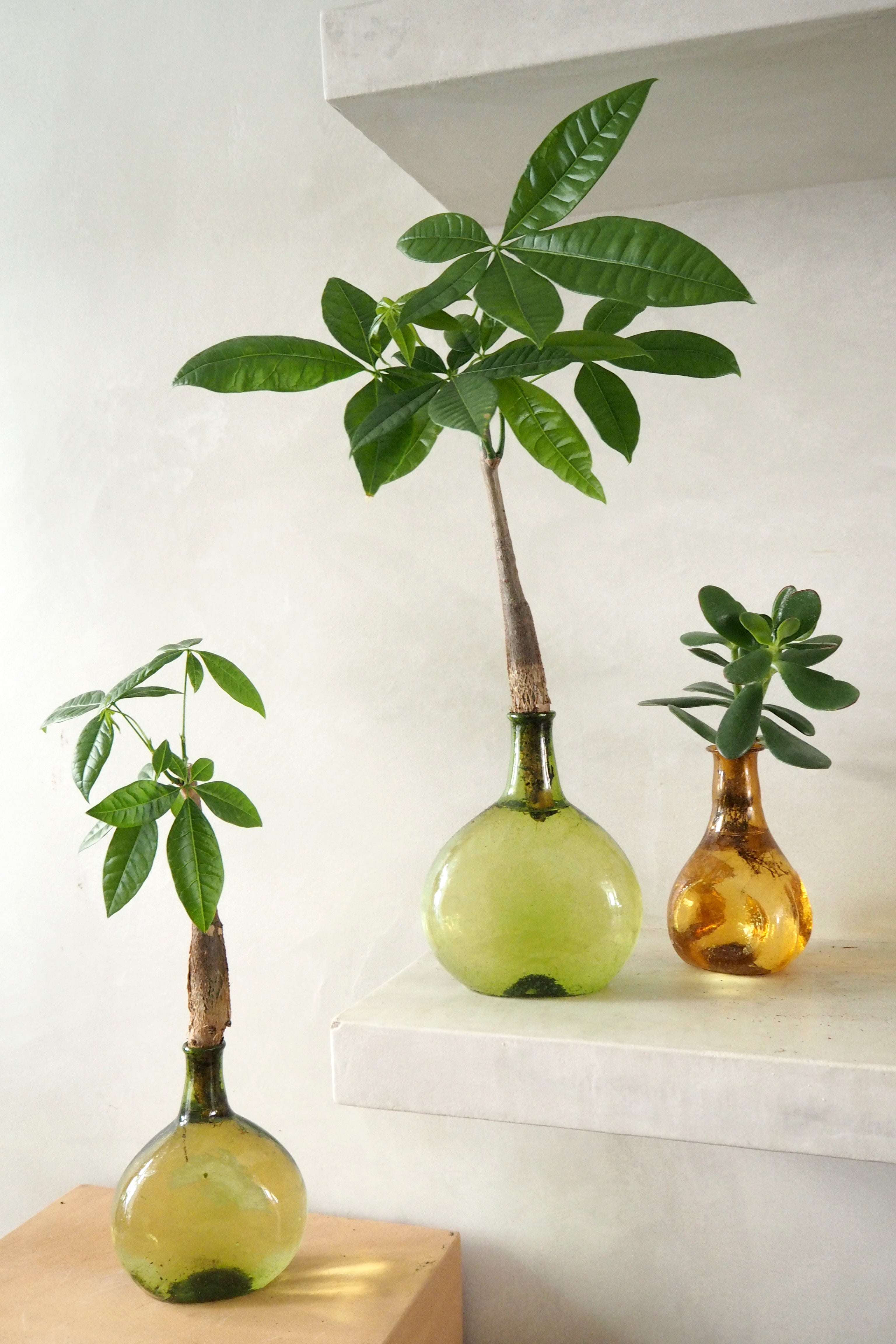 Lykkekastanje Japandi i glas, grøn