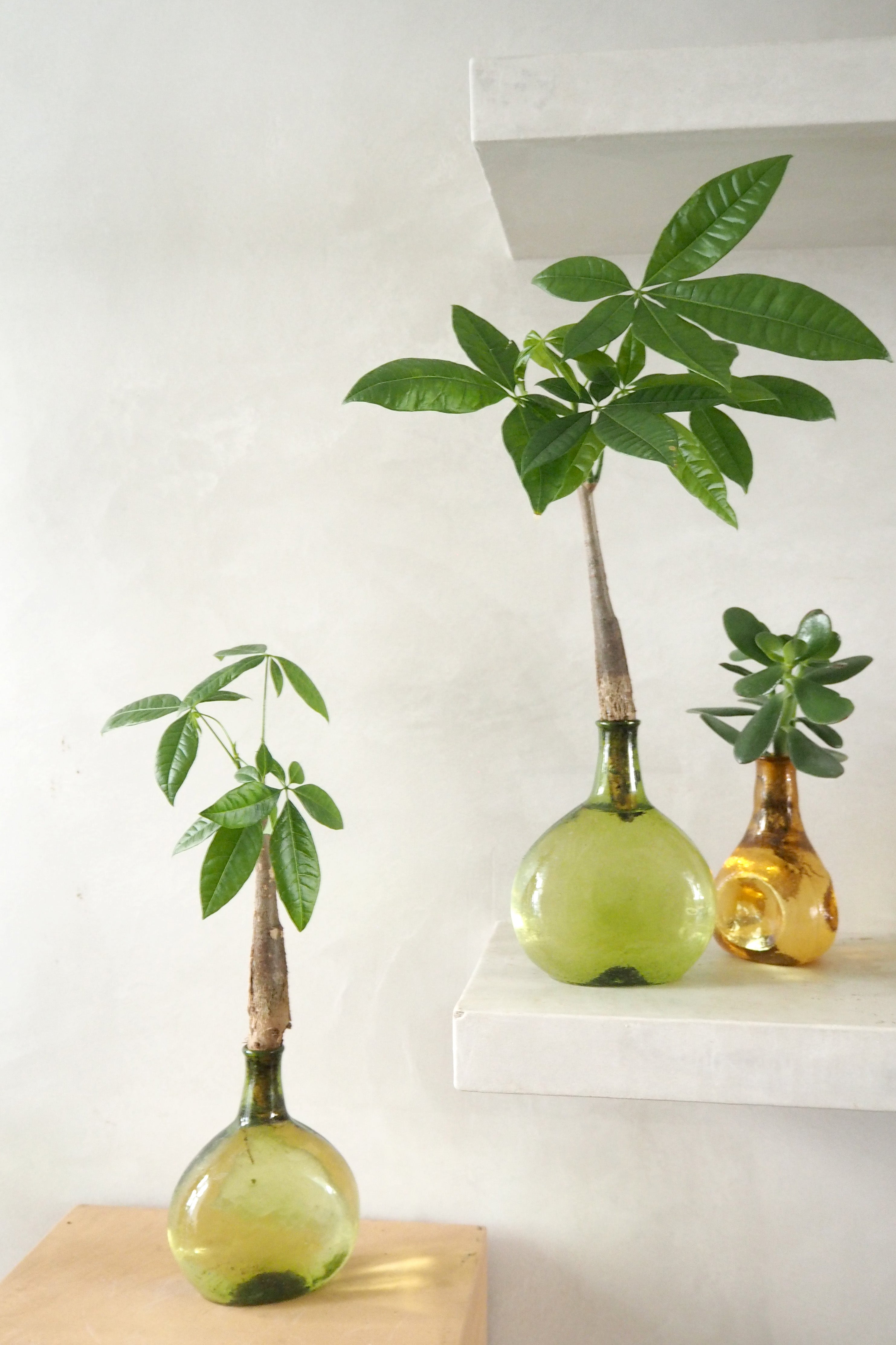 Lykkekastanje Japandi i glas, grøn