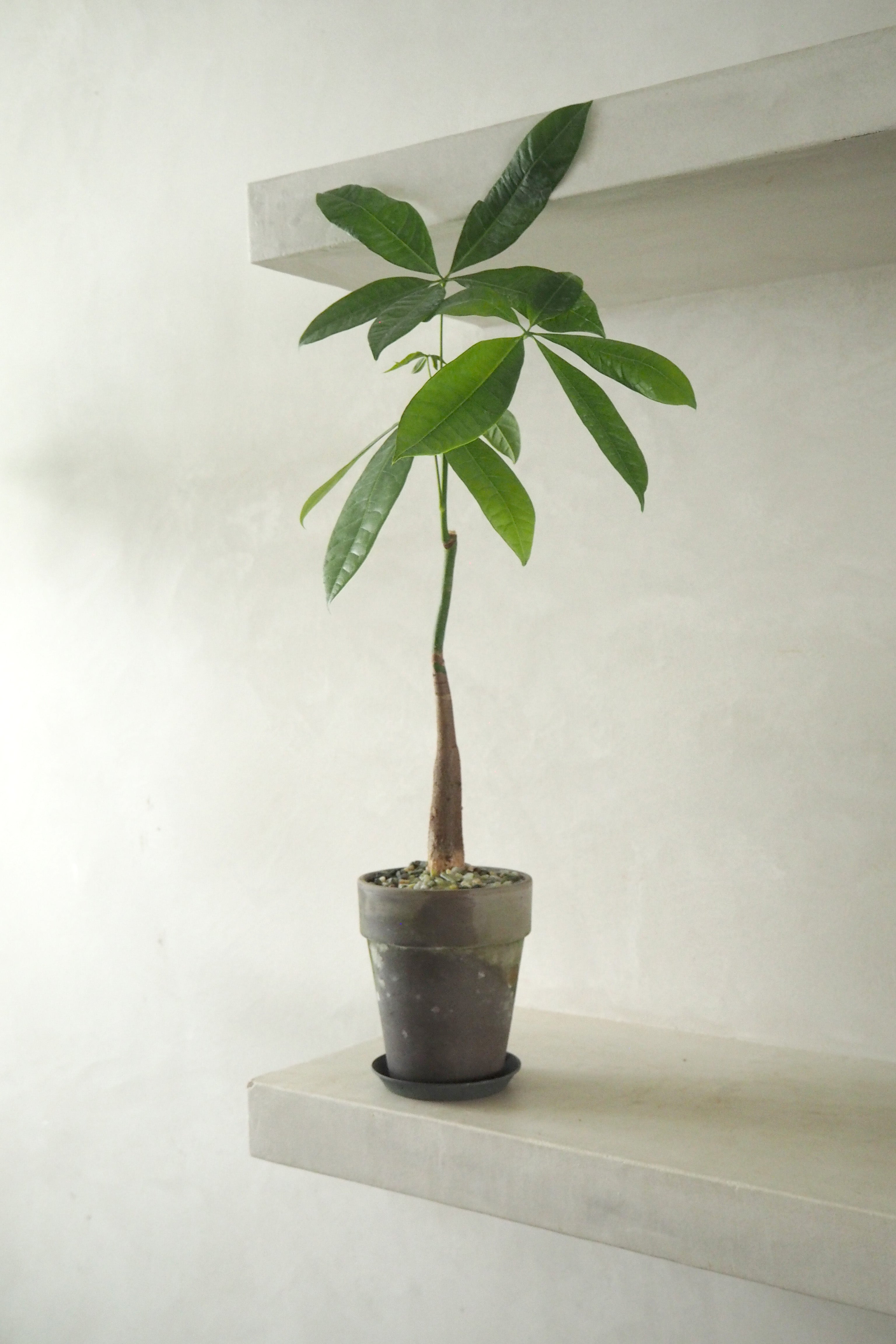 Lykkekastanje Japandi