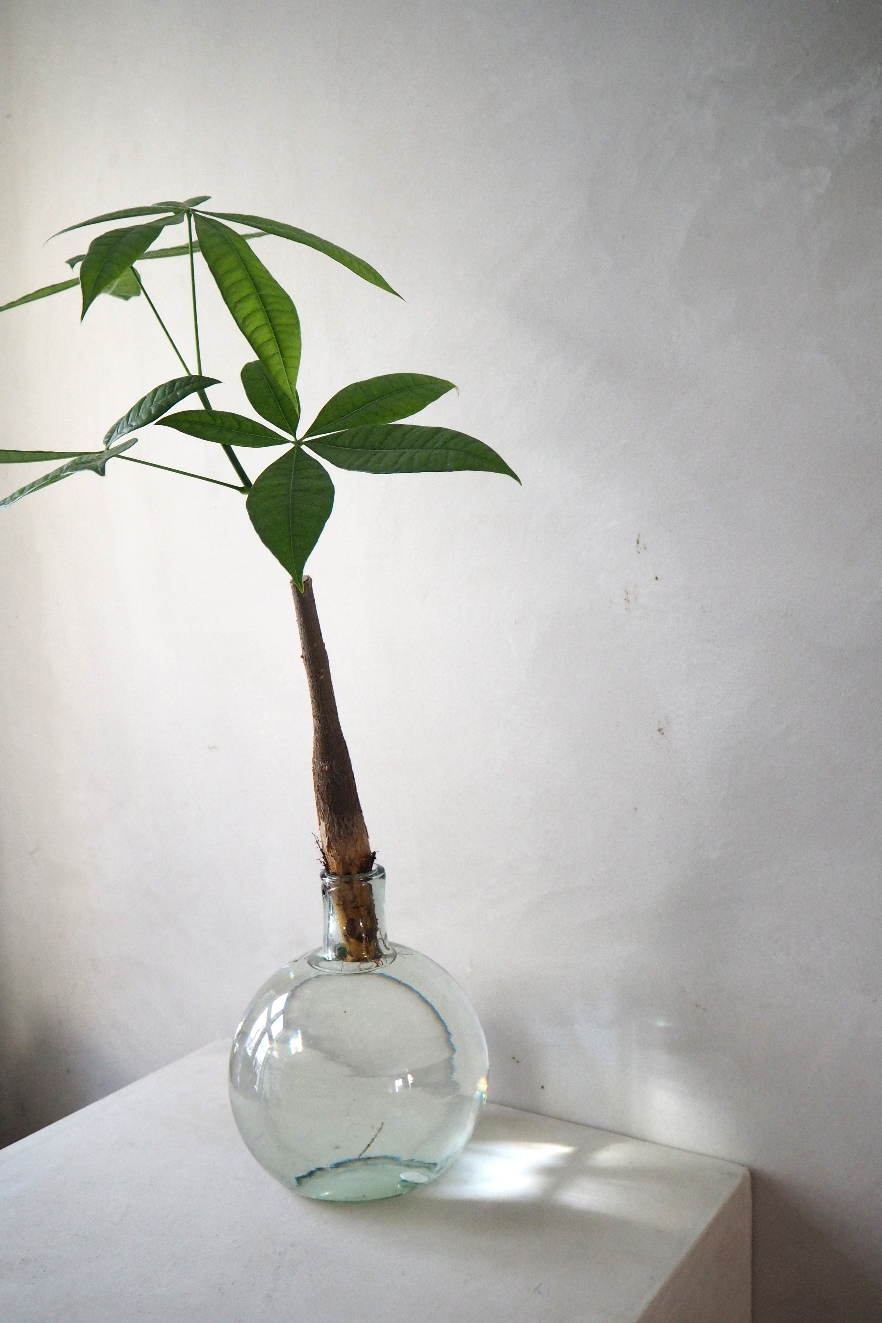 Lykkekastanje Japandi i glas, stor