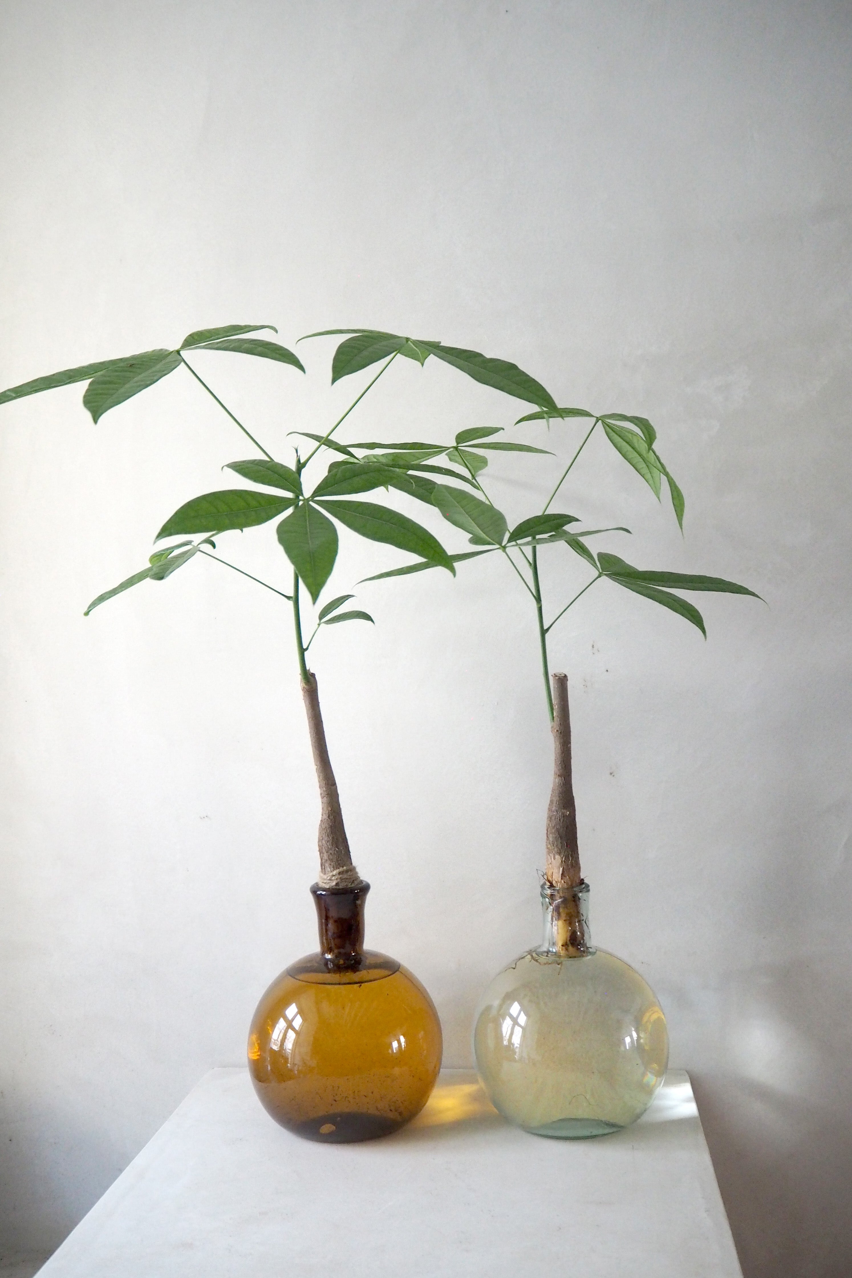 Lykkekastanje Japandi i glas, stor