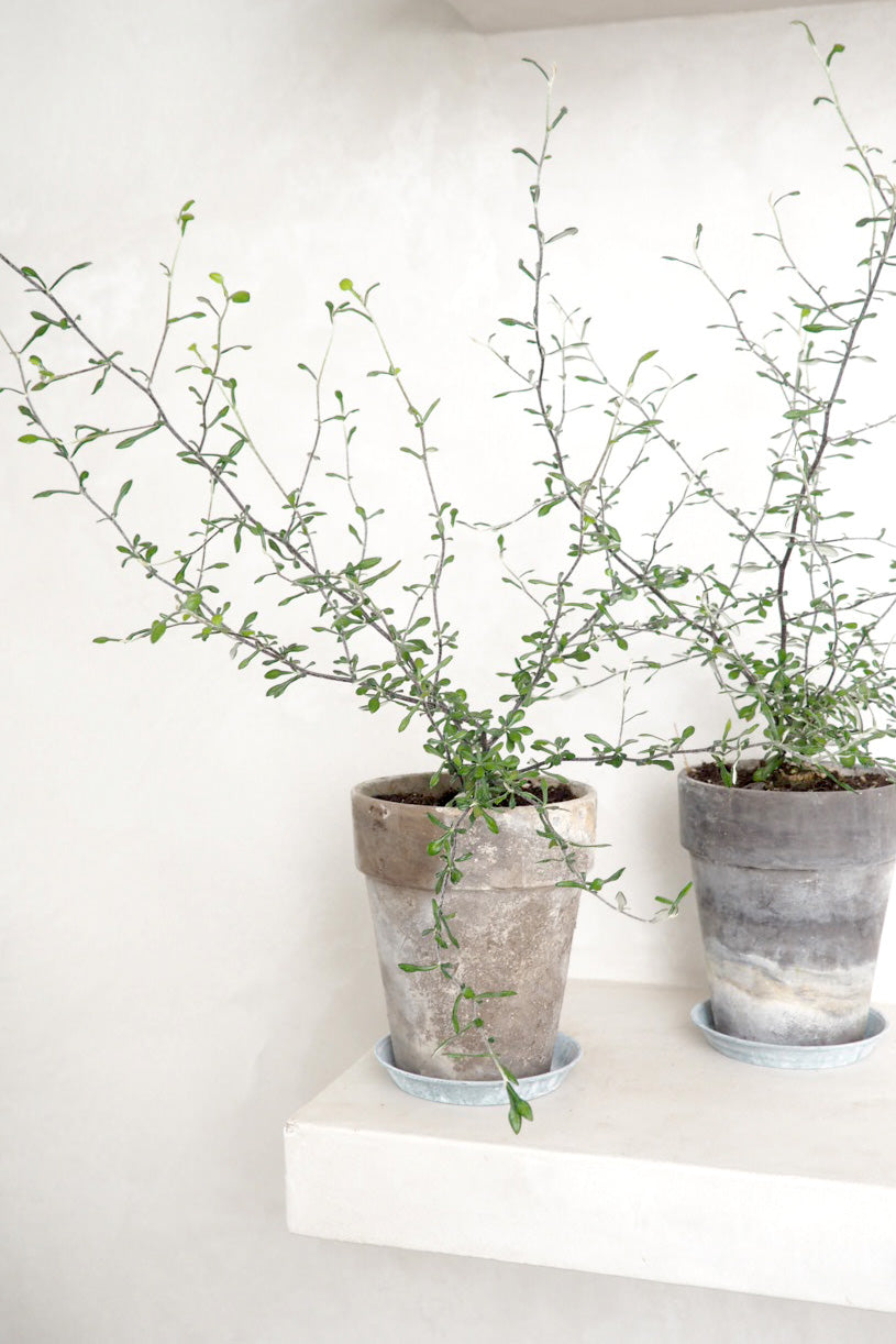 Corokia virgata - Maori Green