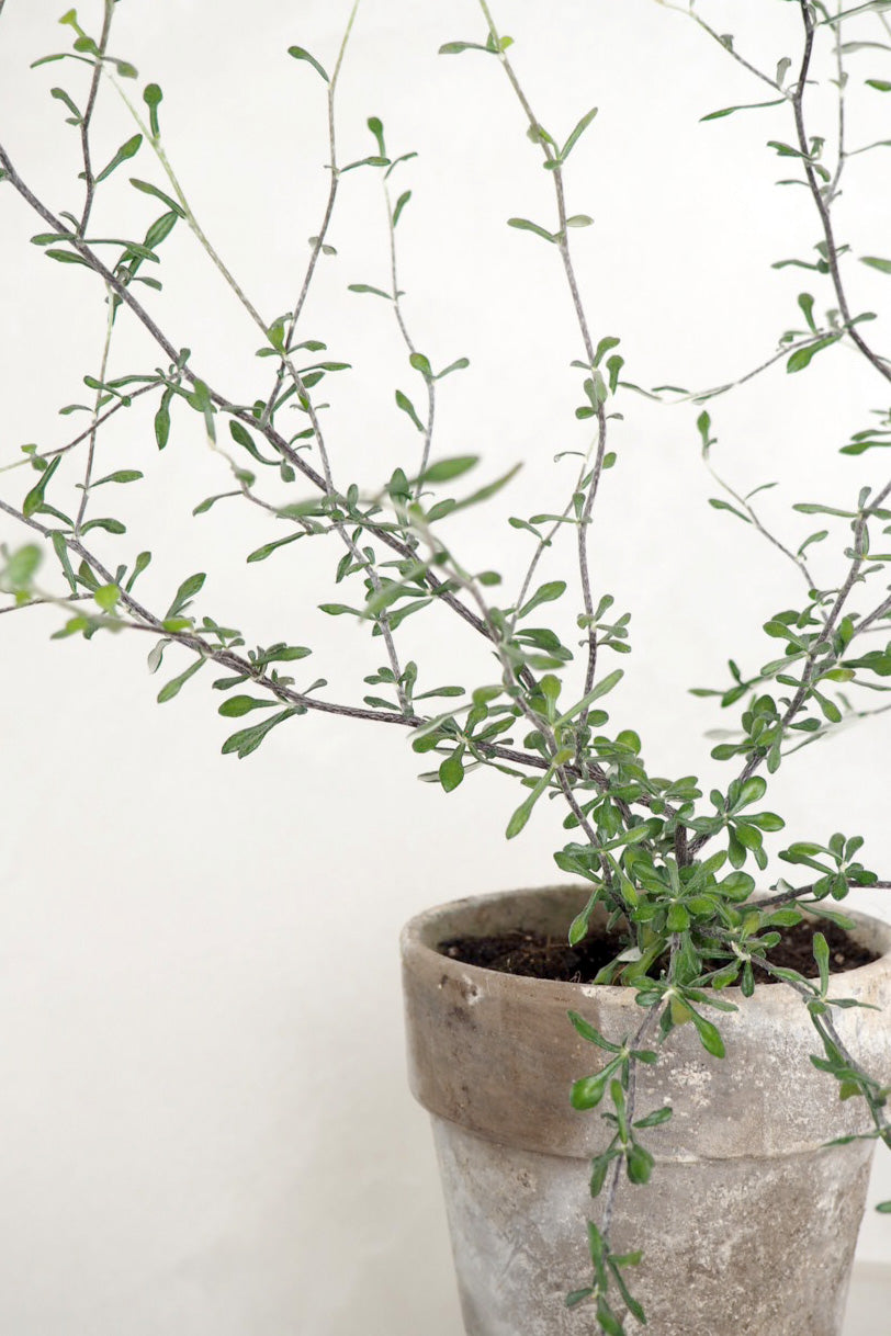 Corokia virgata - Maori Green