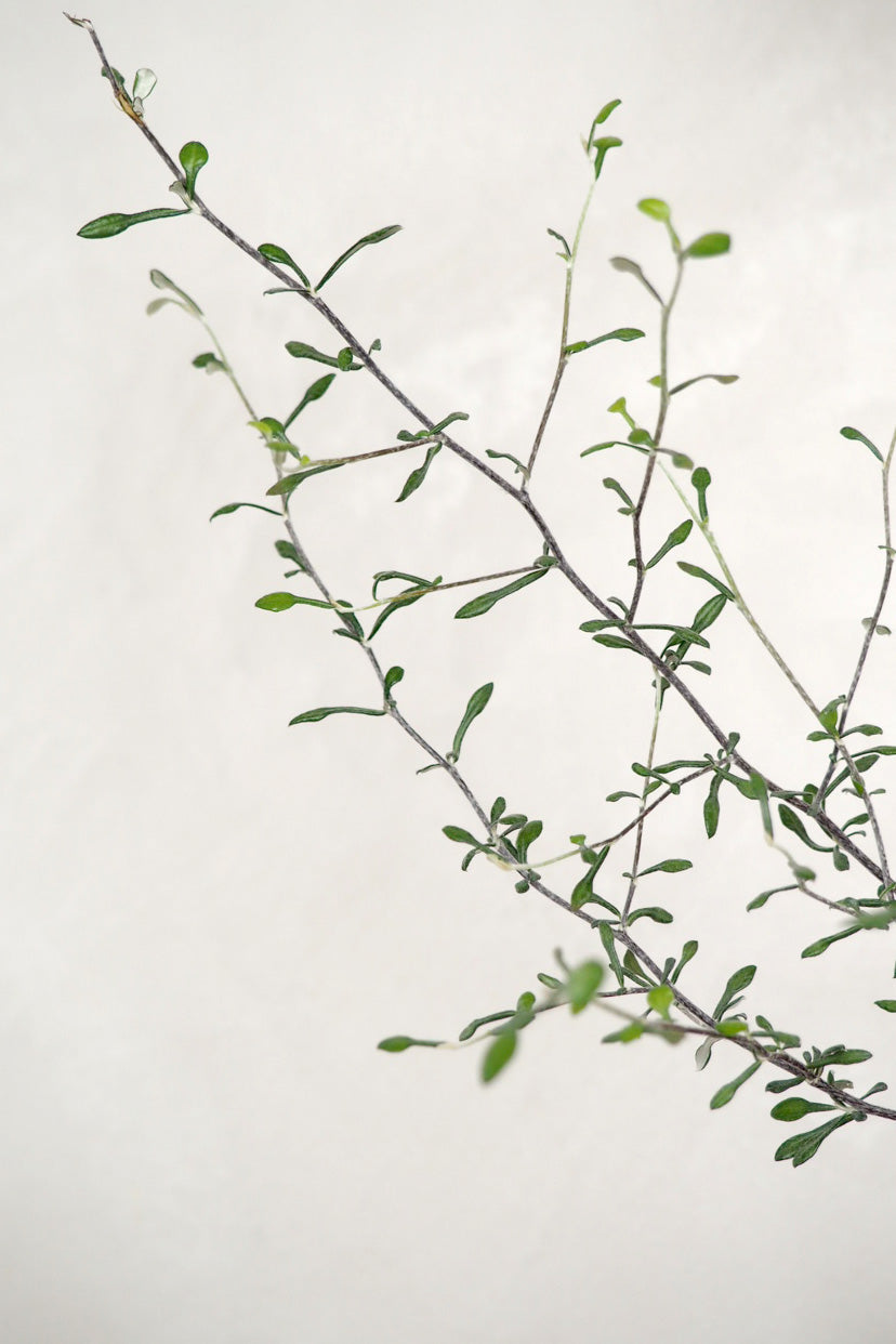 Corokia virgata - Maori Green