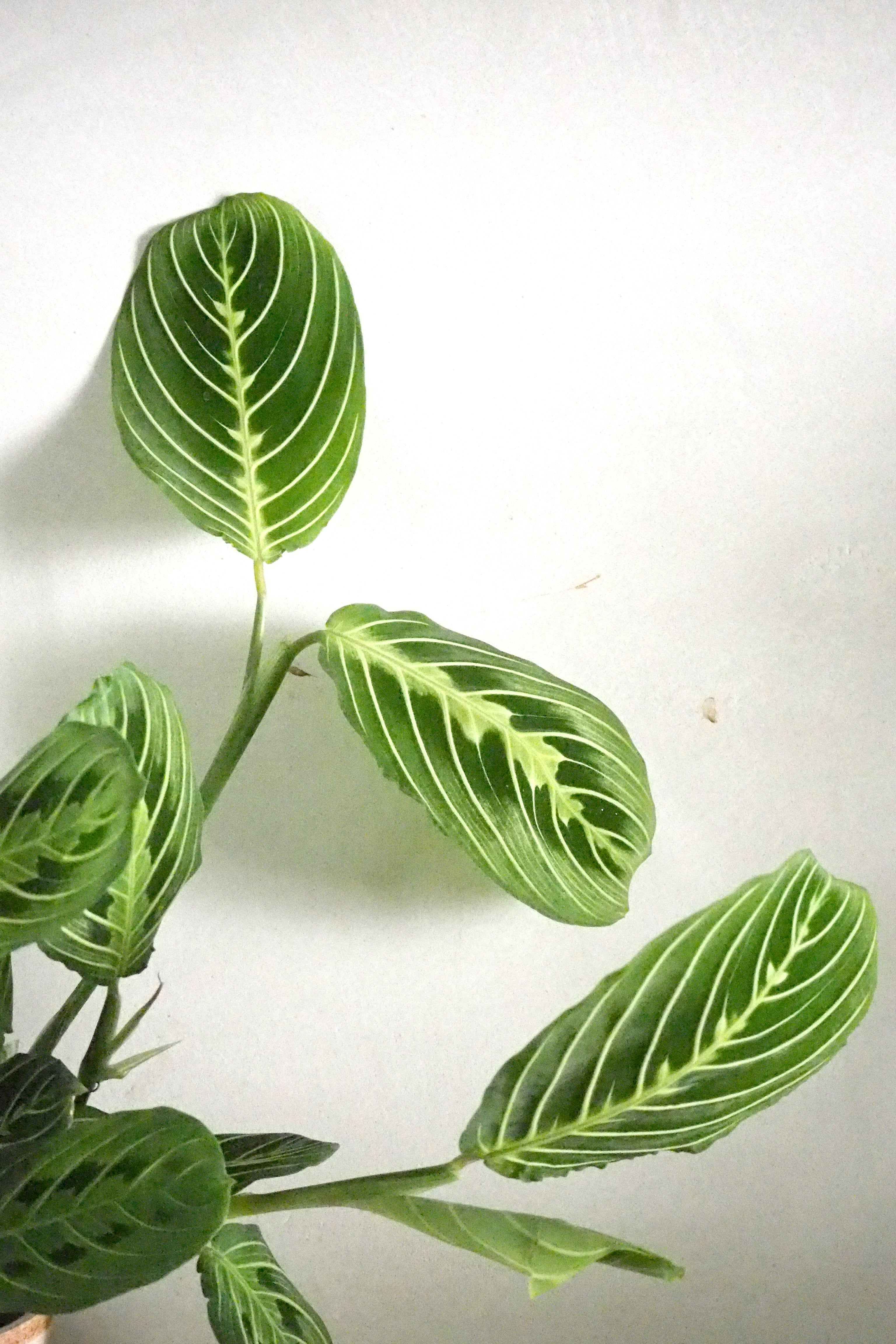 Maranta lemon lime