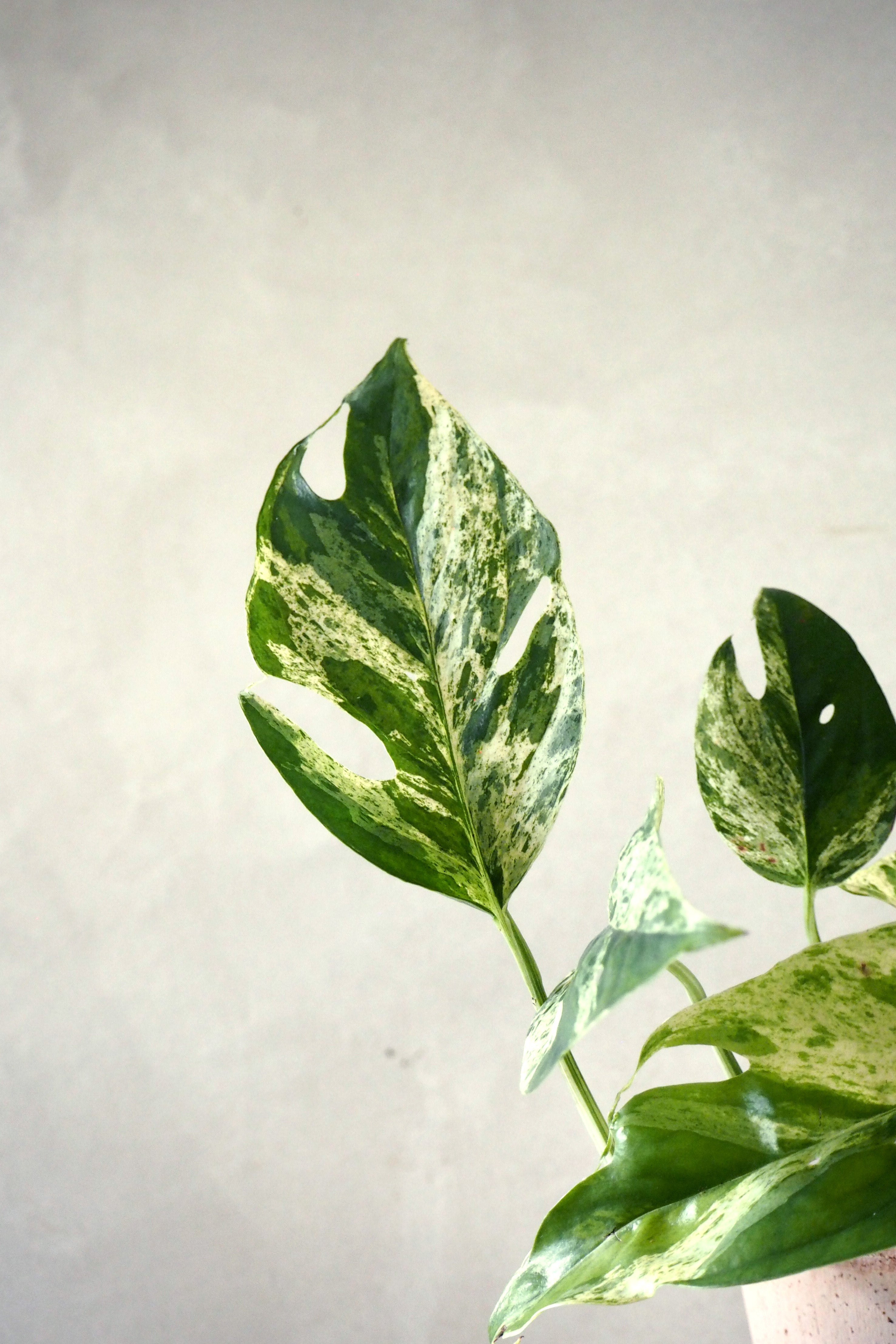 Epipremnum pinnatum ‘Marble Variegata’