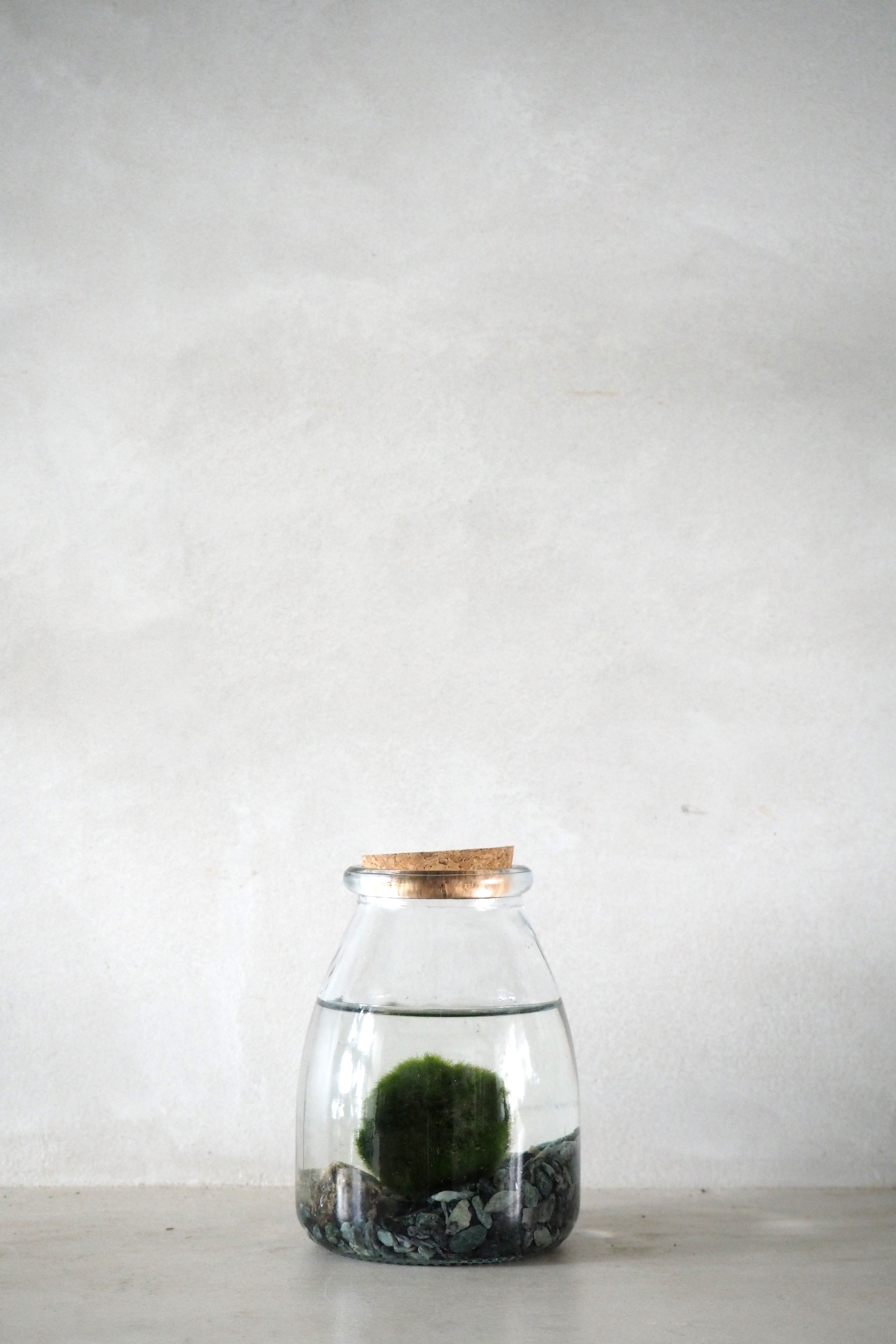 Marimo Moskugle i glas
