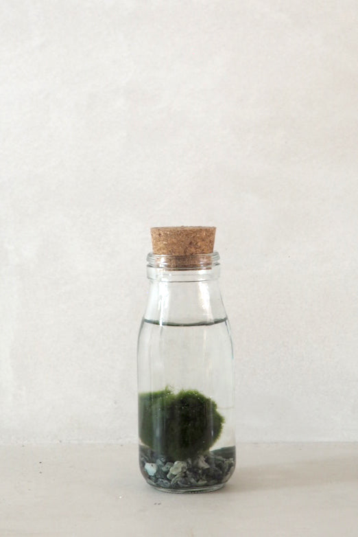 Marimo Moskugle i flaske