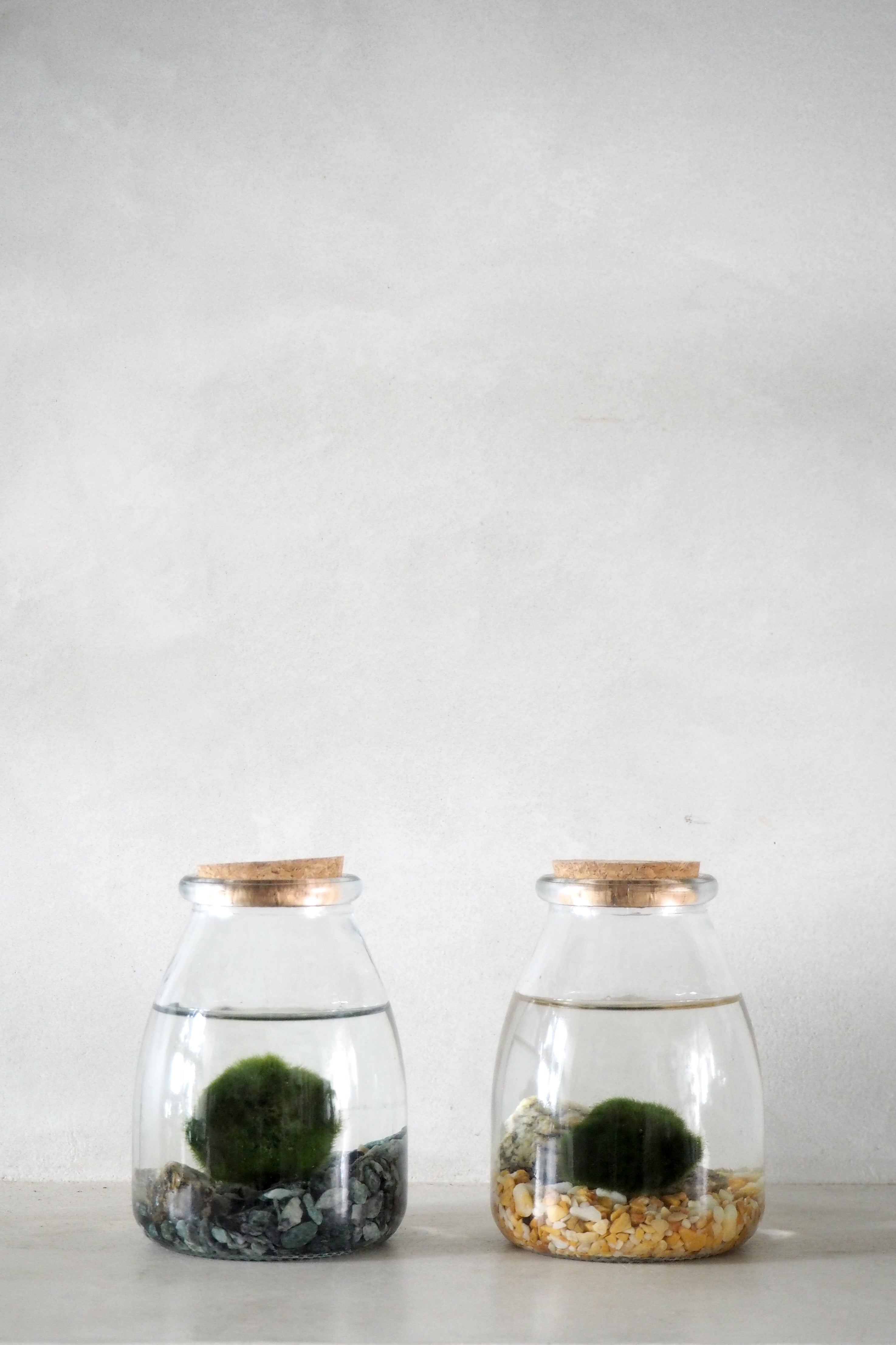 Marimo Moskugle i glas