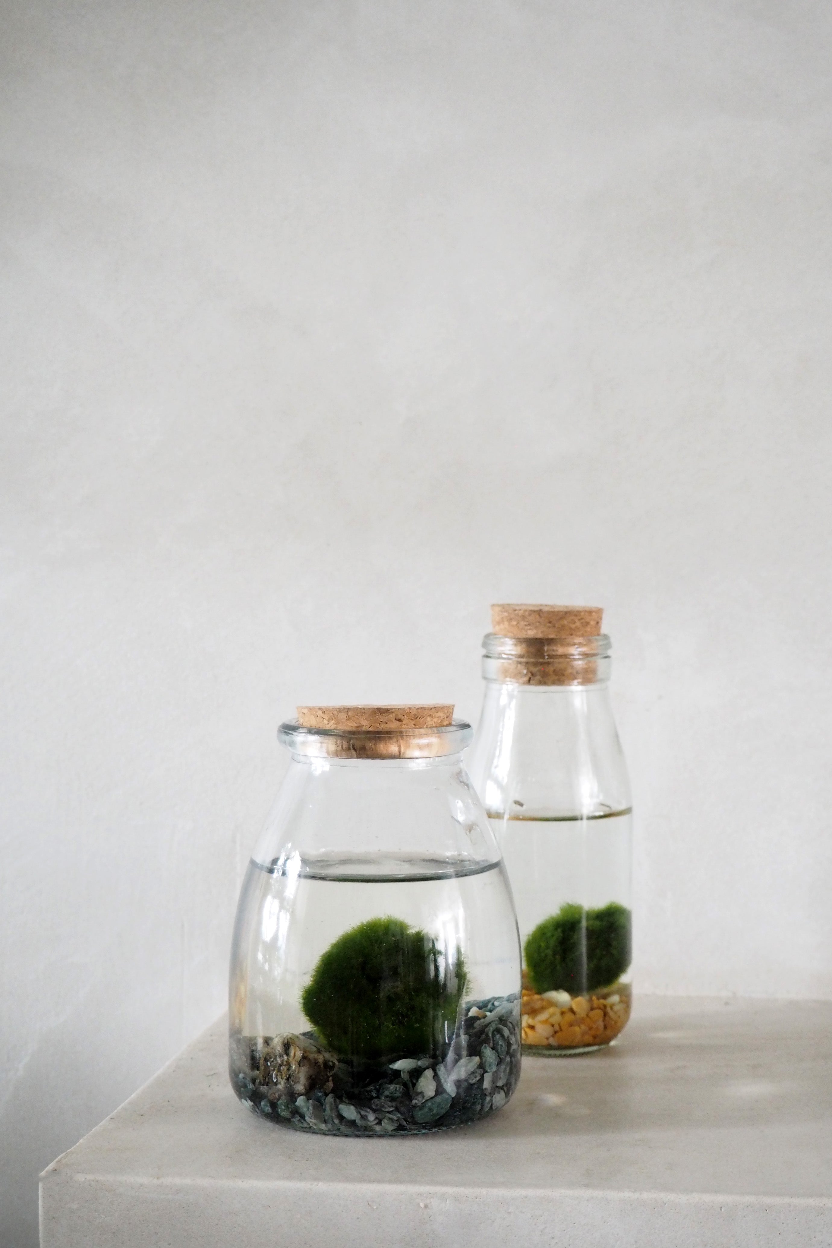 Marimo Moskugle i glas