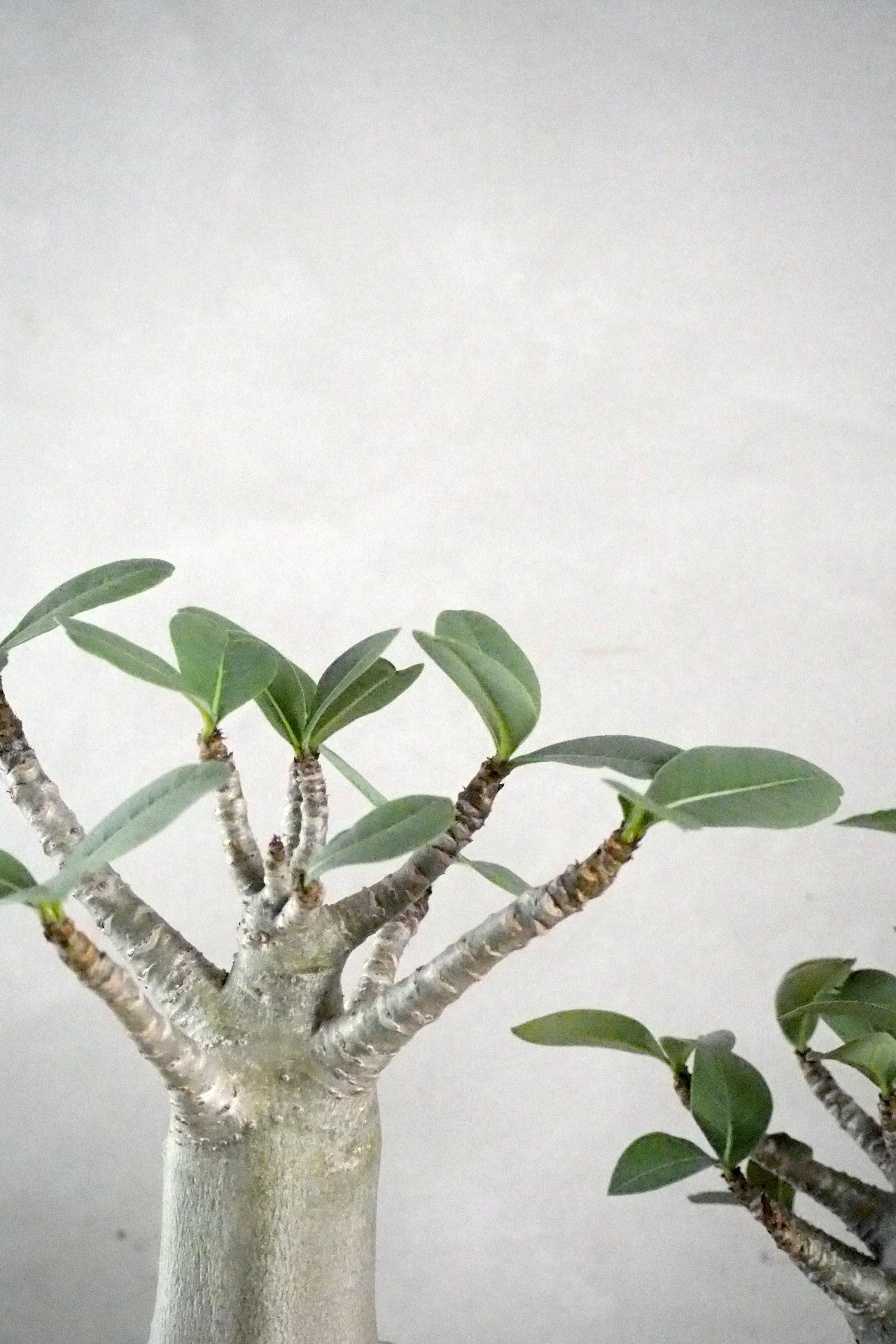 Adenium ansu "mini baobab"