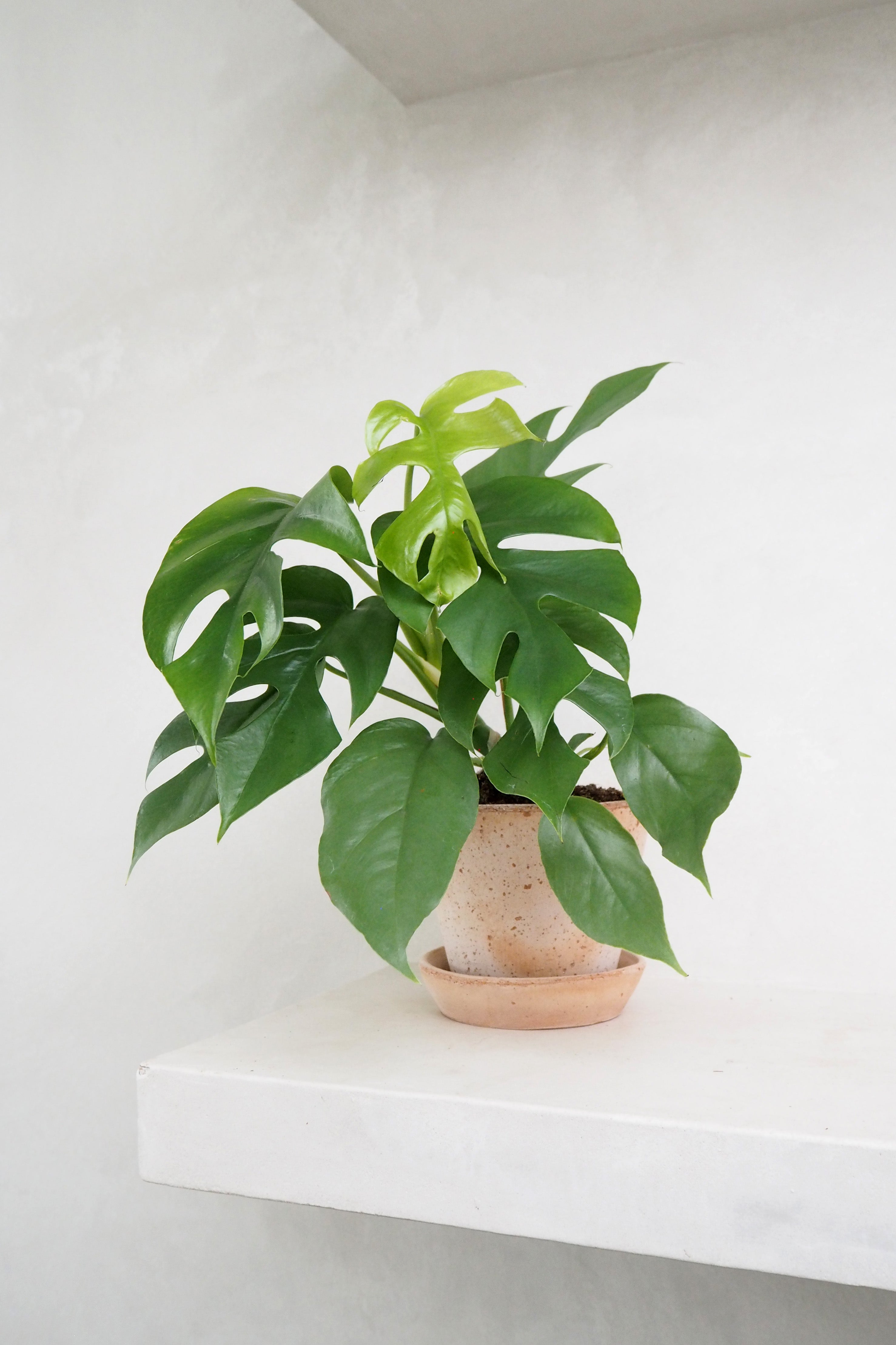Philodendron Minima