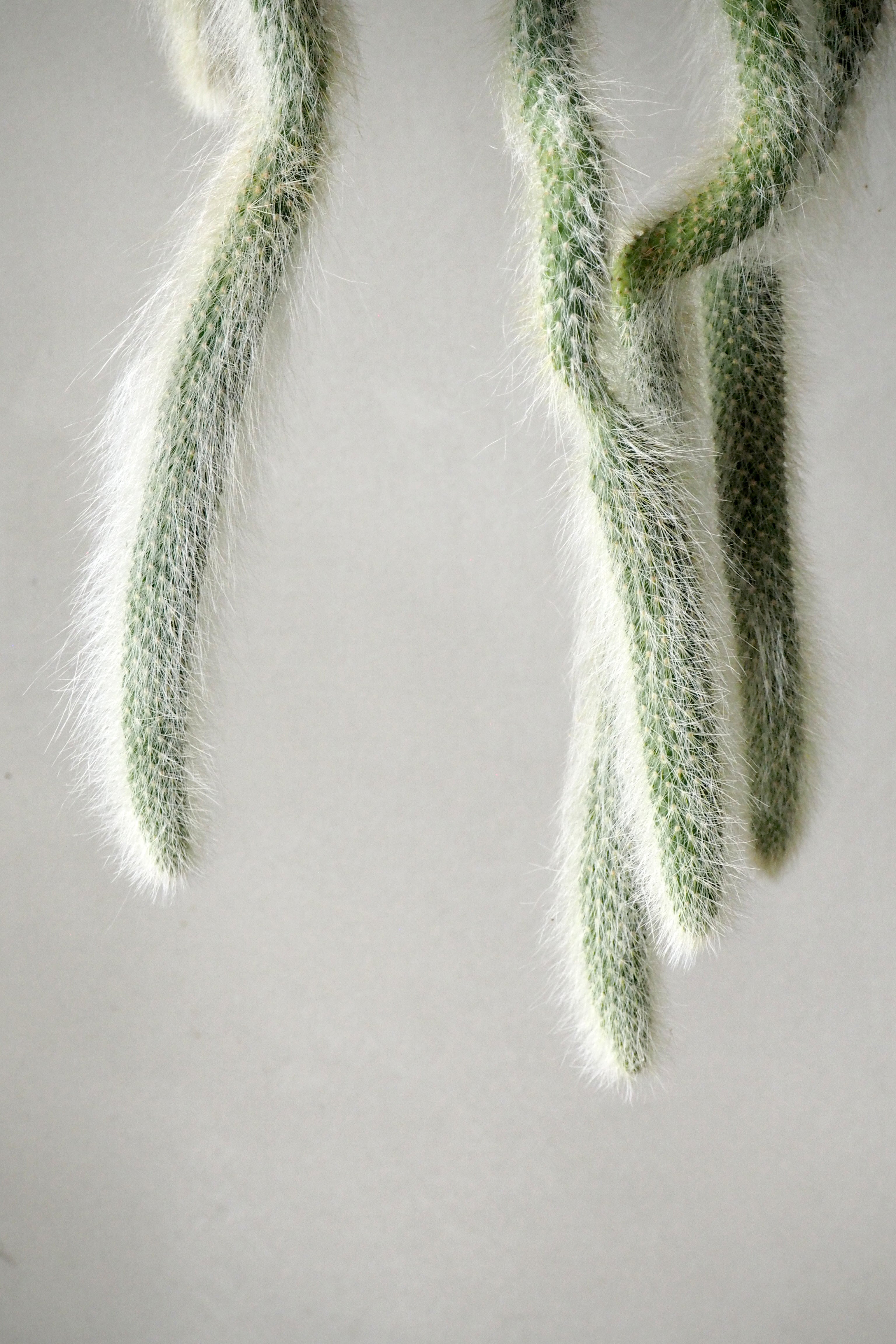 Monkey's Tail kaktus