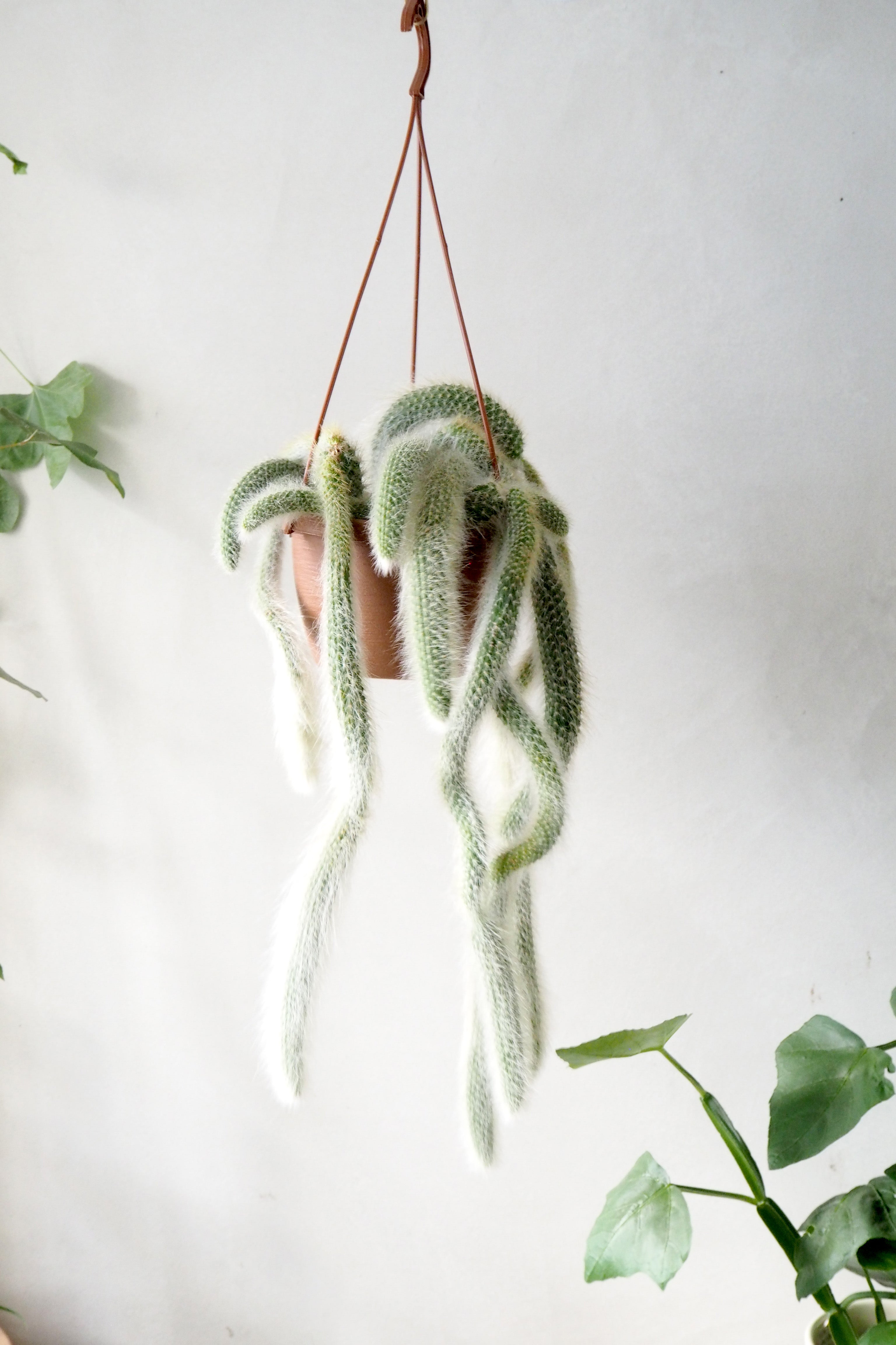 Monkey's Tail kaktus