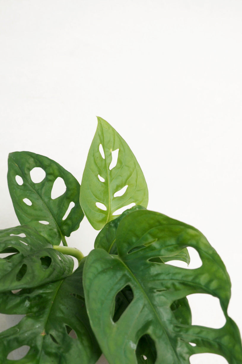 Monstera Adansonii