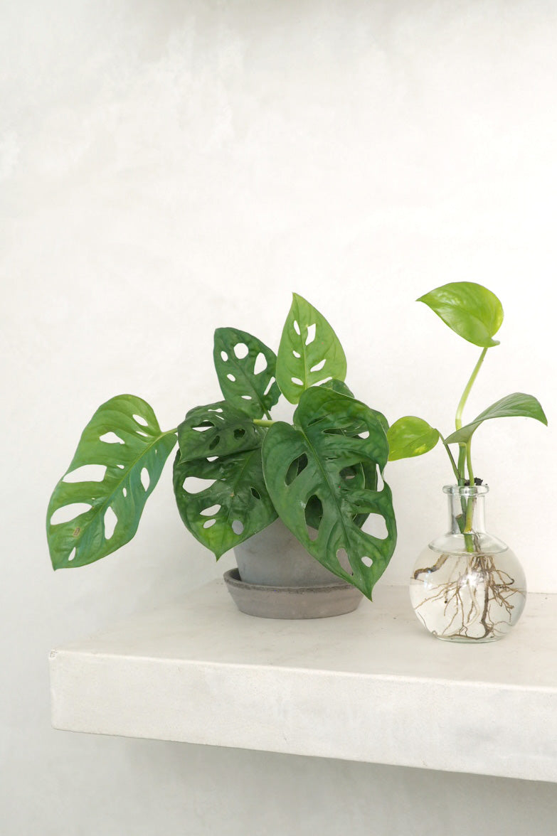 Monstera Adansonii