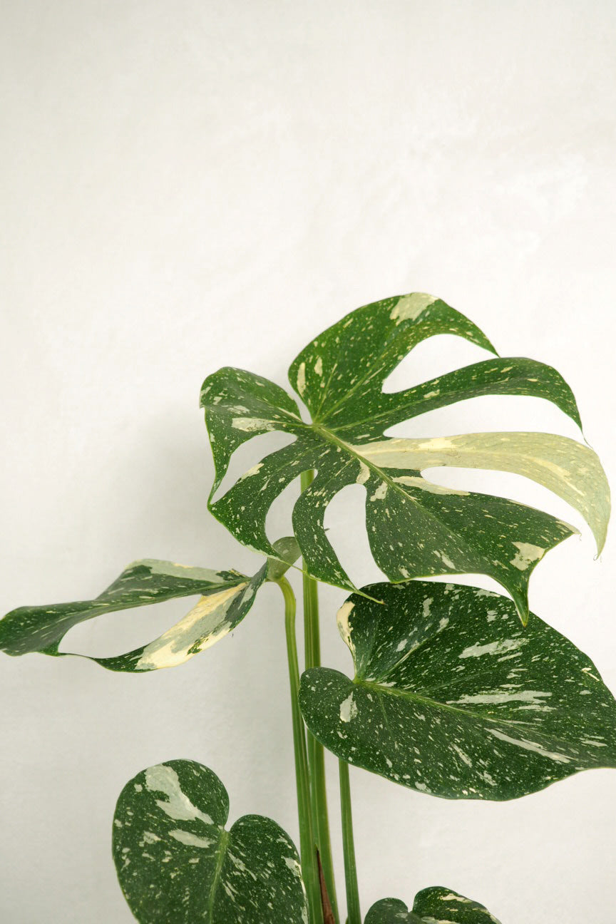 monstera deliciosa køb Køb Monstera deliciosa variegata 'Thai Constellation', indendørs grønne stueplanter hos PLANT, København – Plant København