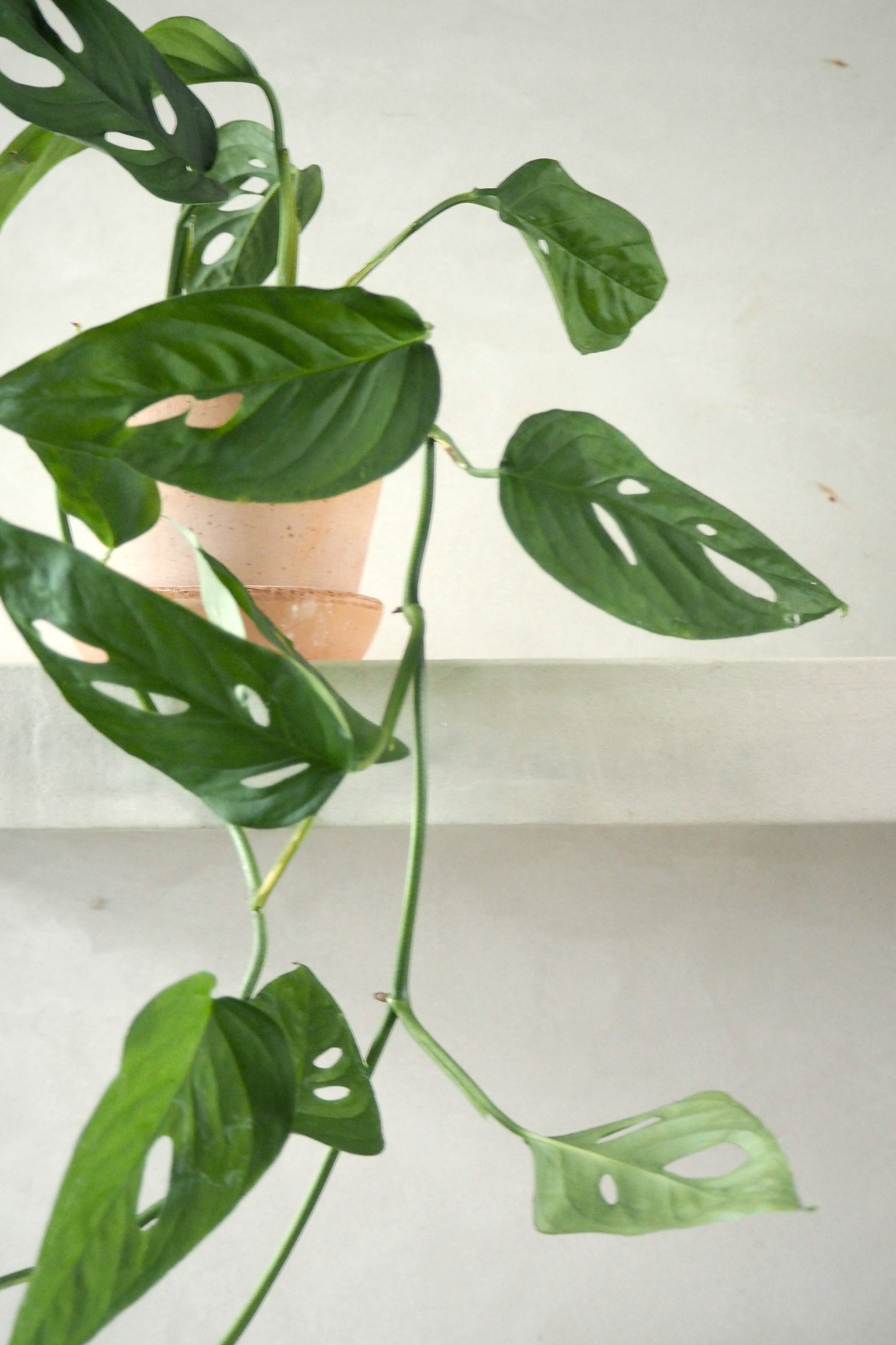 Monstera Acuminata