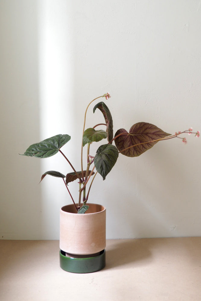 Hoff krukke, raw rosa