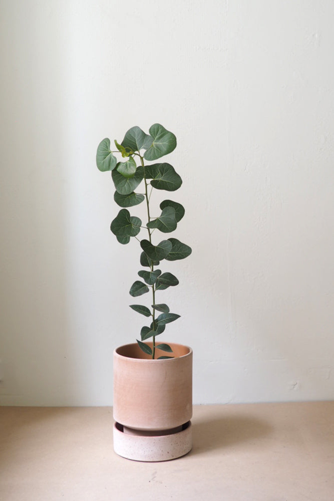 Hoff krukke, raw rosa + raw rosa underskål