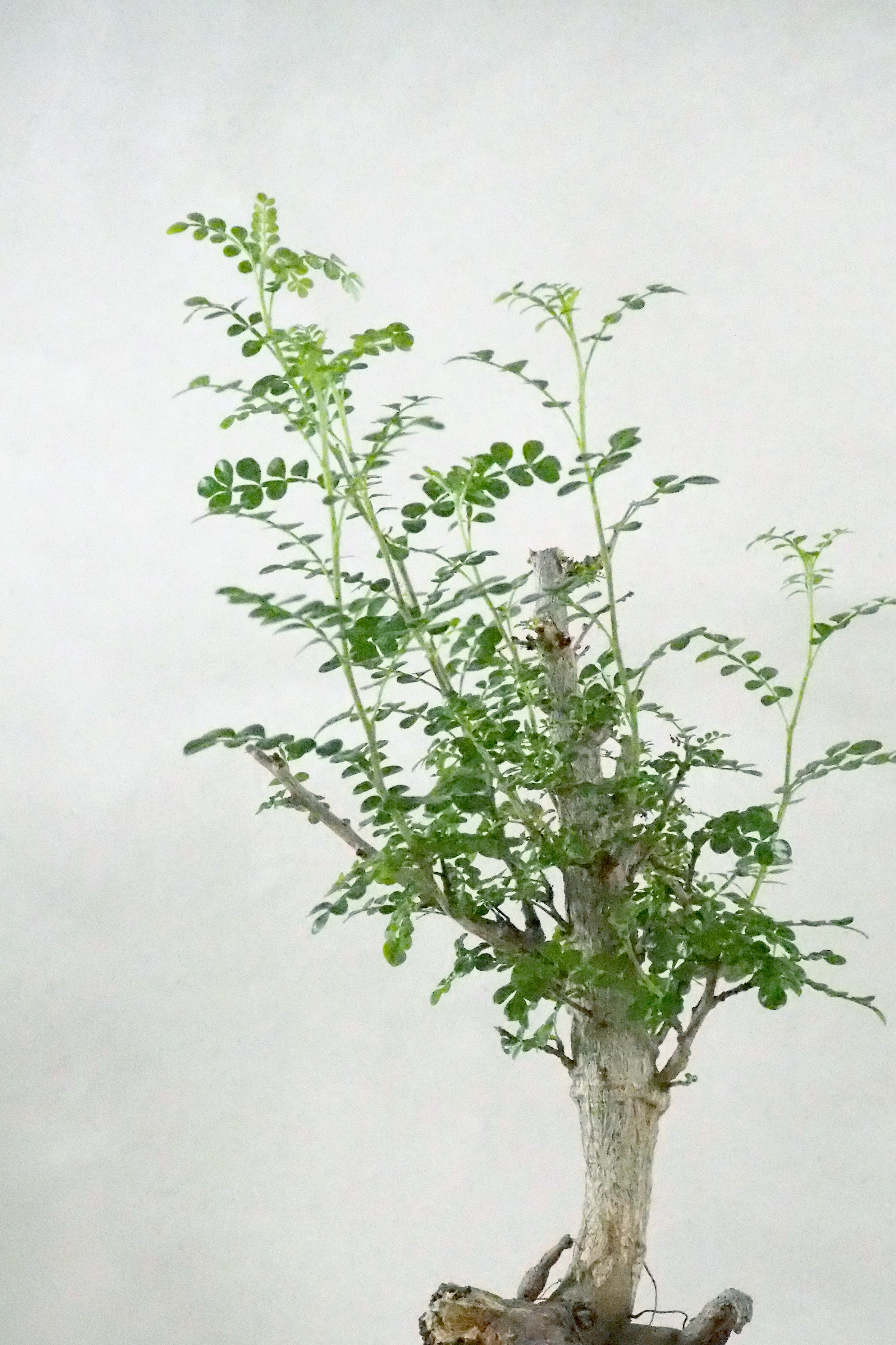 Operculicary decaryi