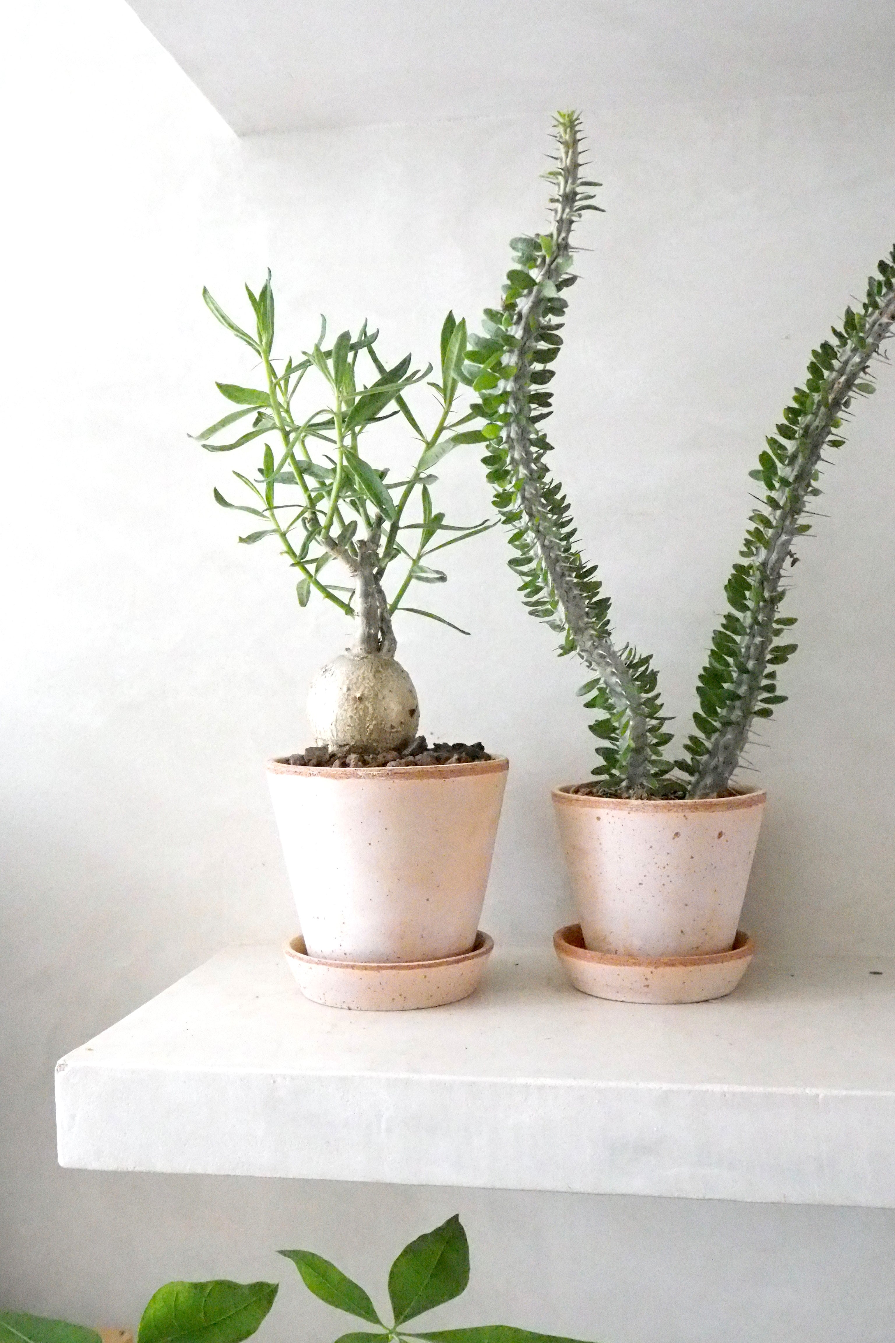 Pachypodium succulentum, stor