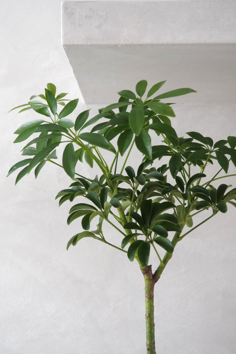 Opstammet Schefflera