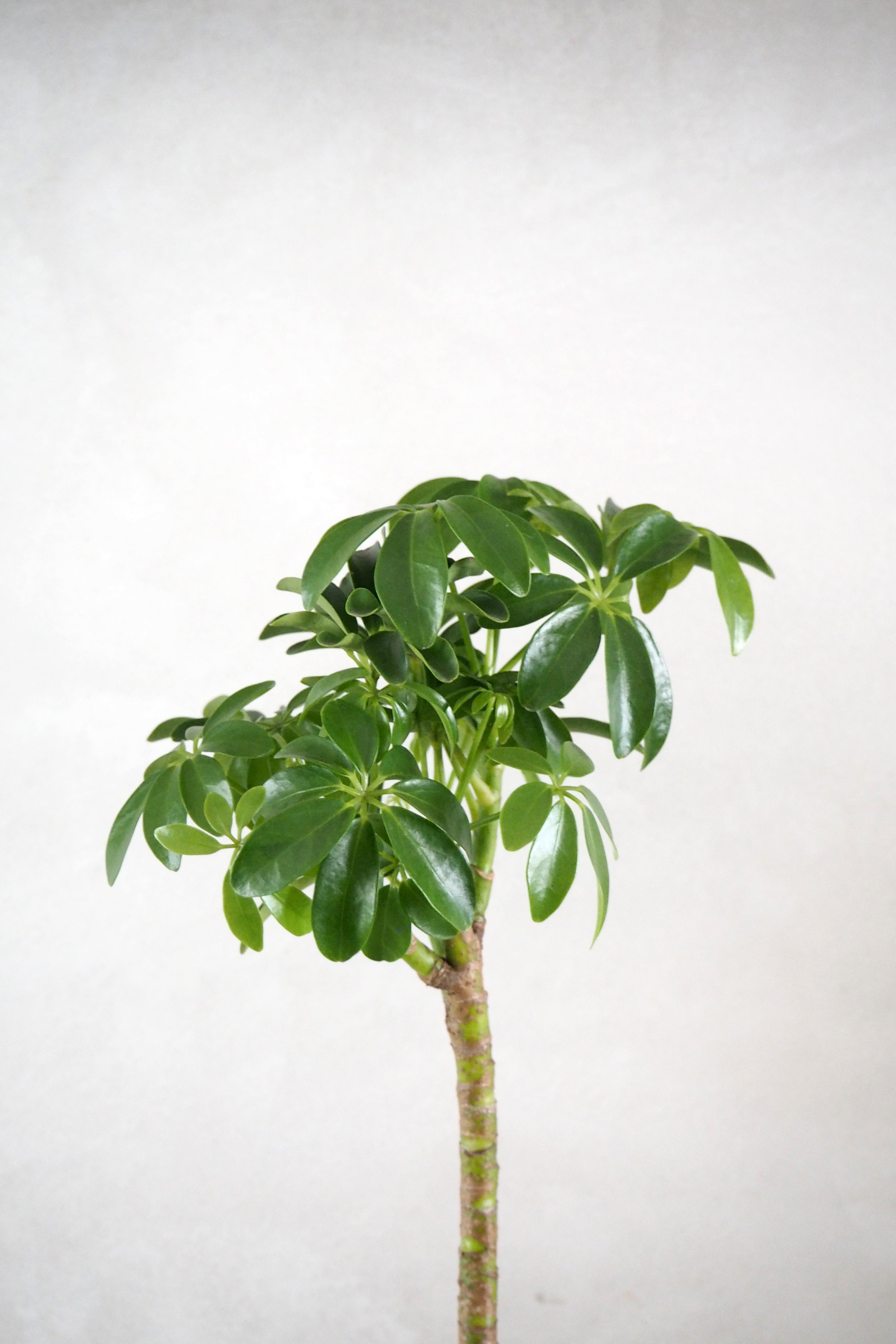 Schefflera Luseana opstammet