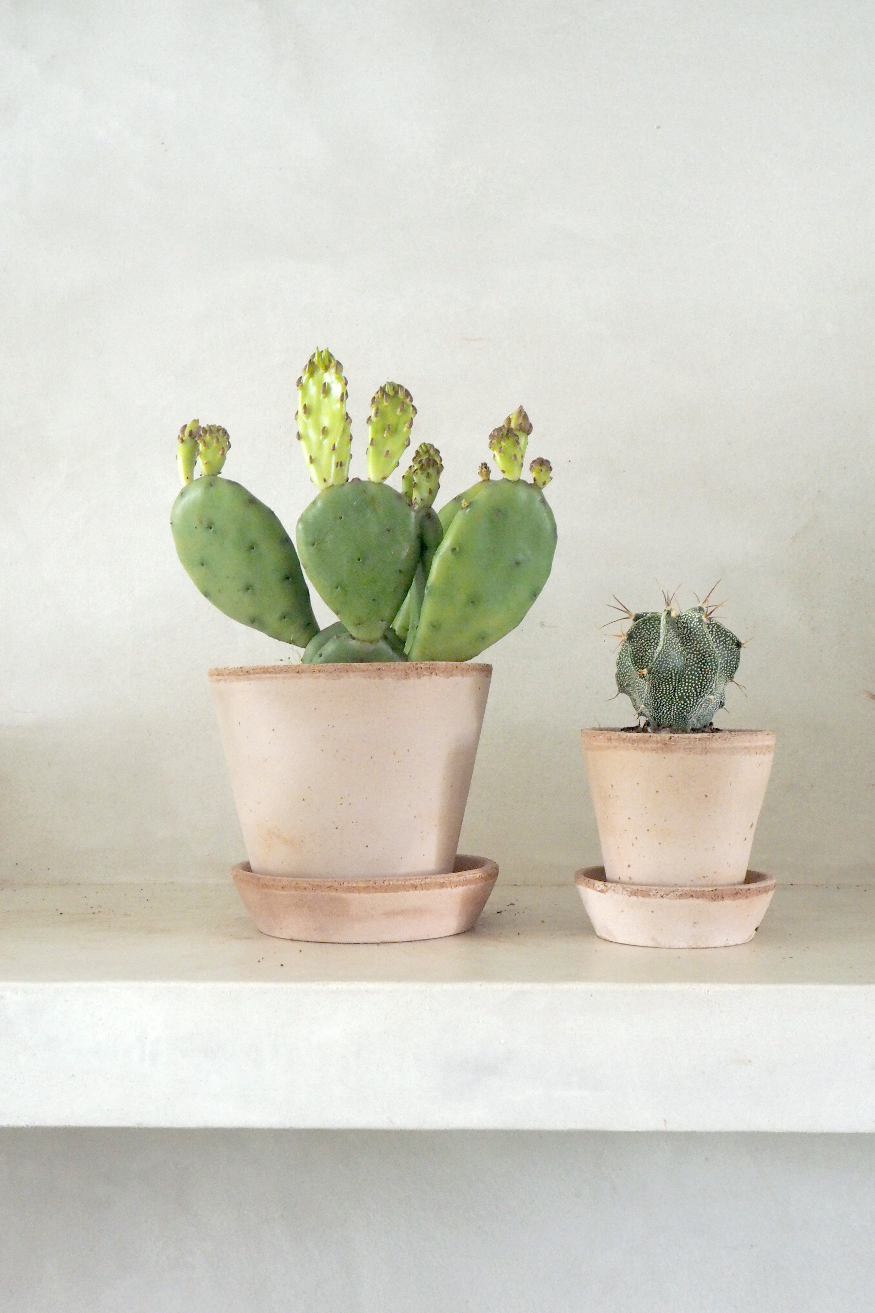 Opuntia humifusa