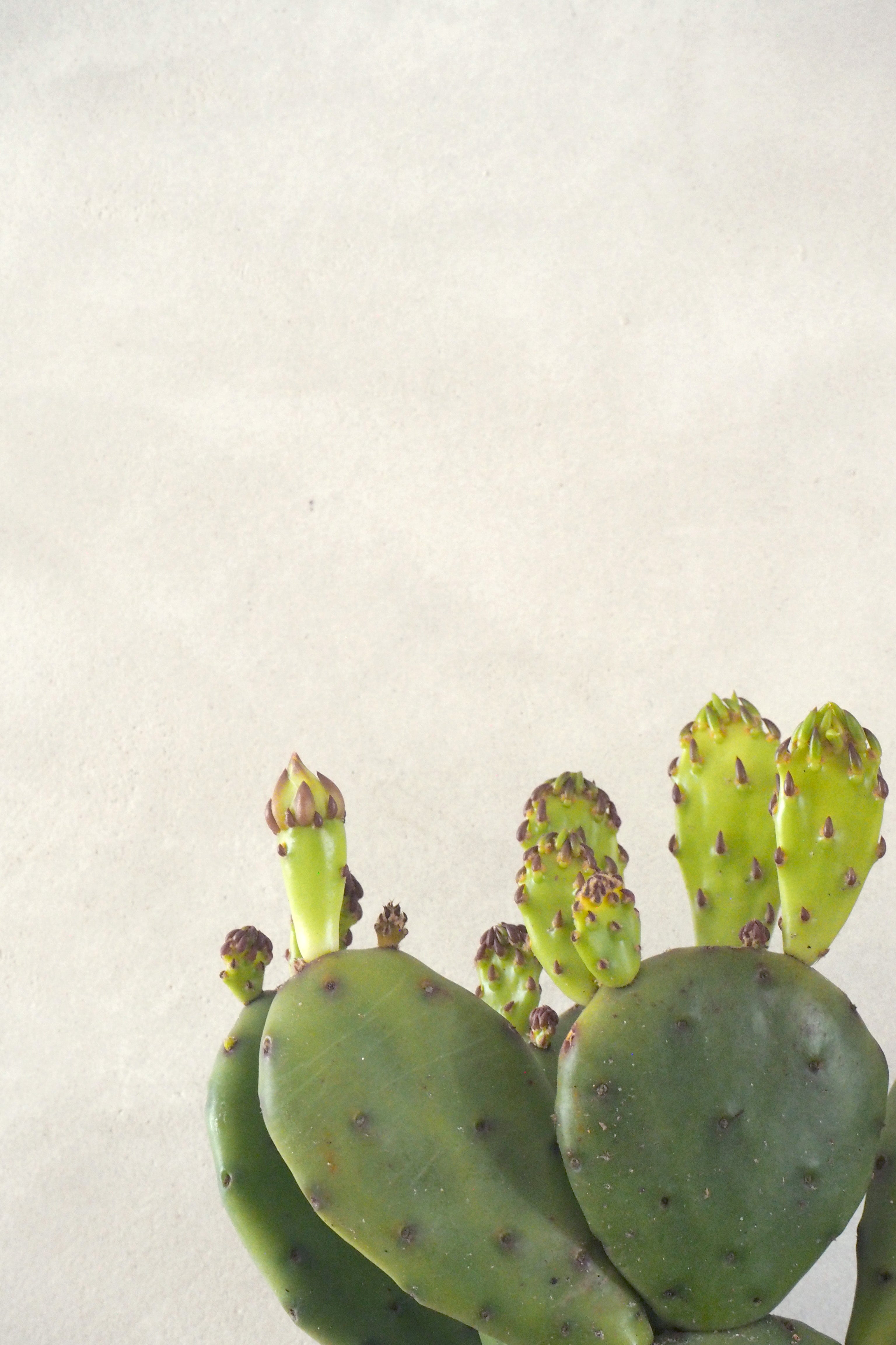 Opuntia humifusa