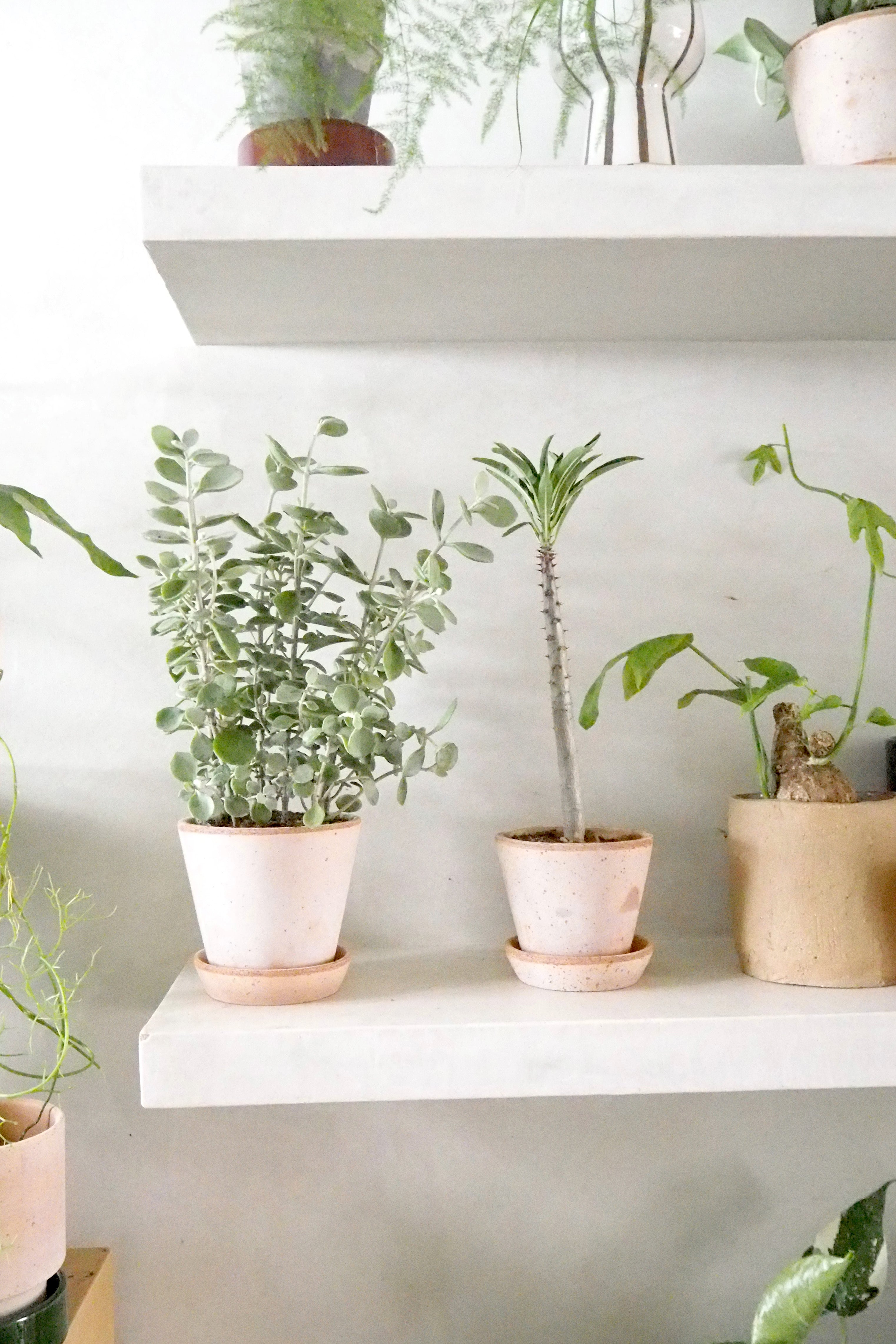 Kalancho Hildebrandtii