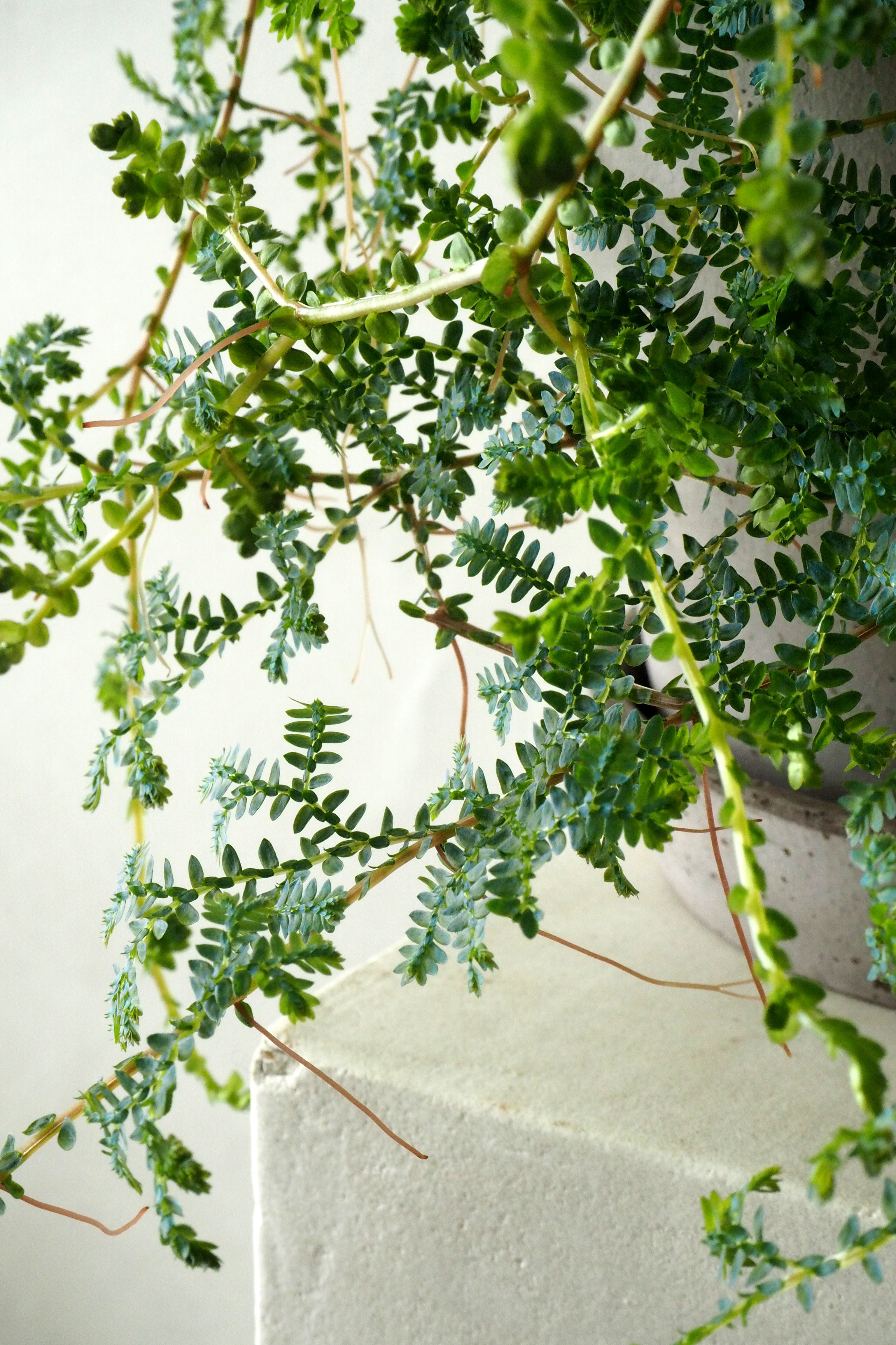 Seleginelle Peacock bregne