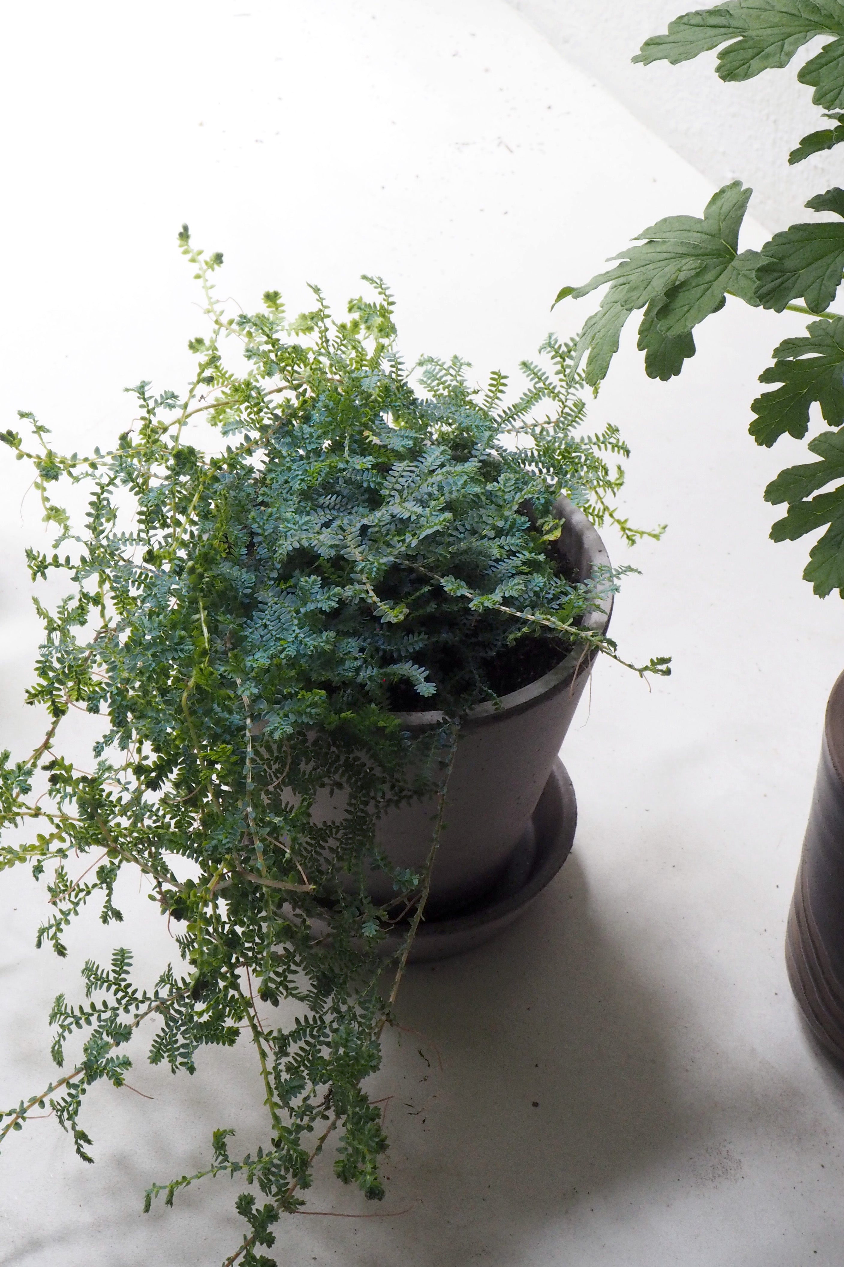 Seleginelle Peacock bregne