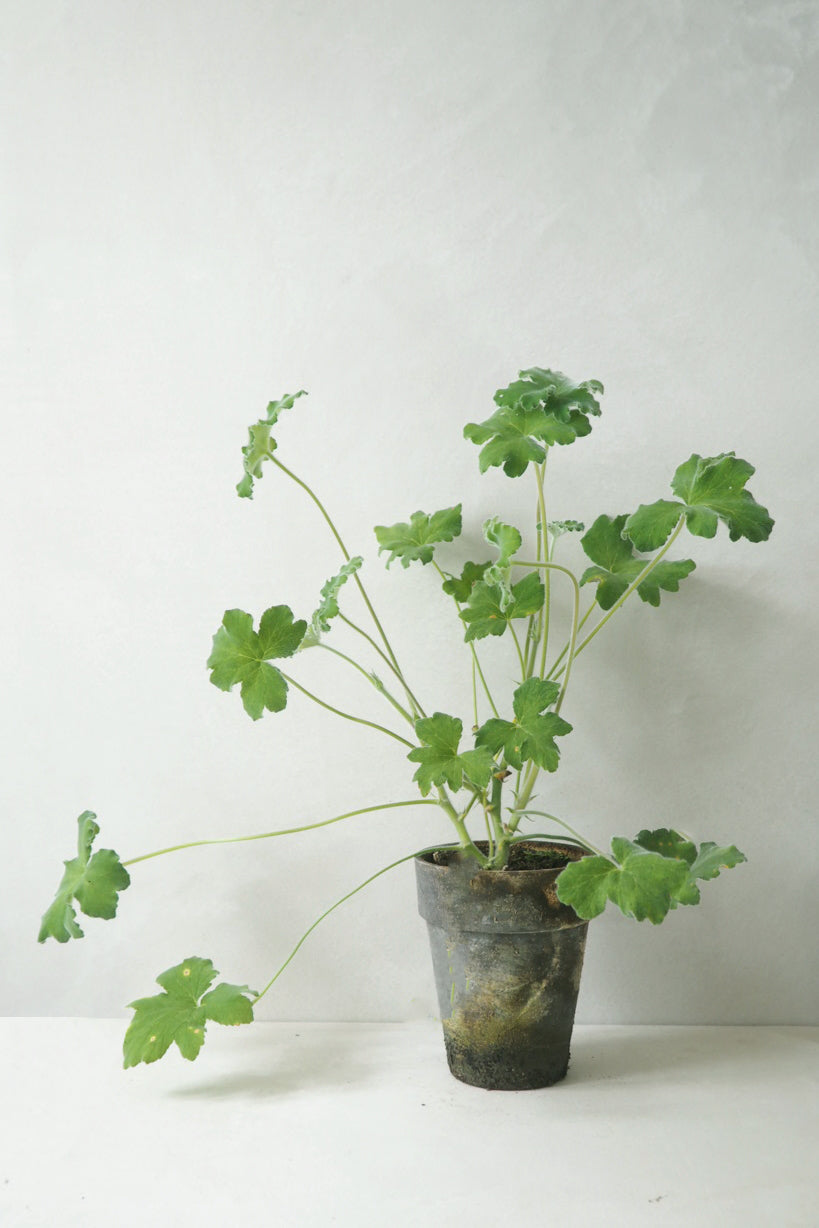 Pelargonium Tomantose