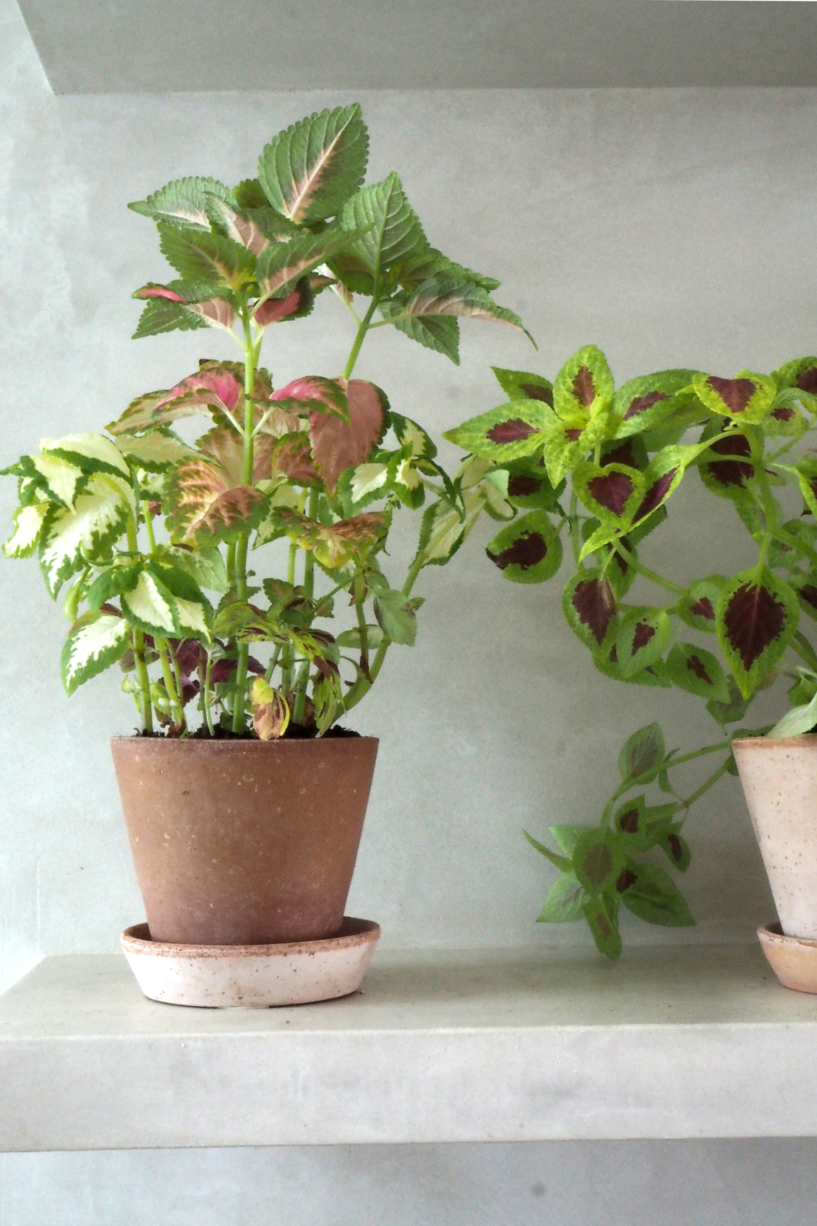 Frø - Paletblad, Wizard mix