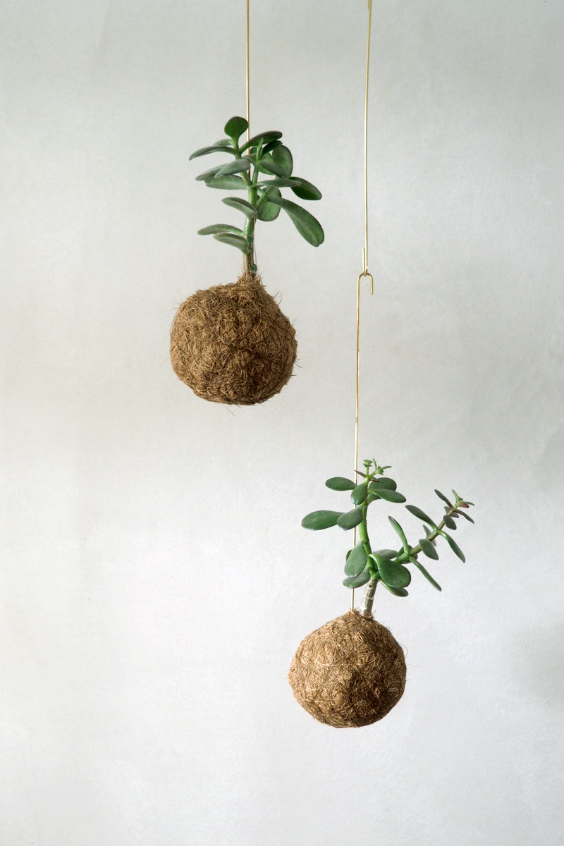 Planteplanet, Paradistræ