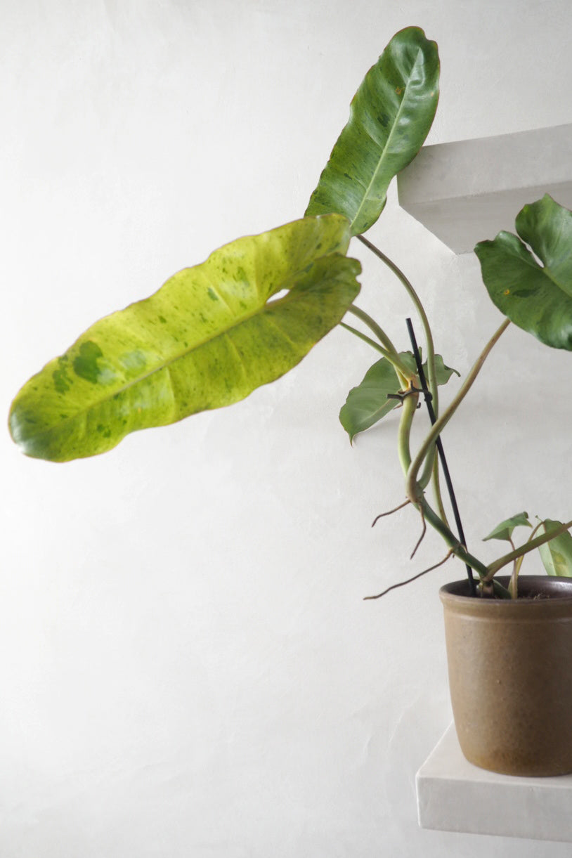 Philodendron paraiso verde