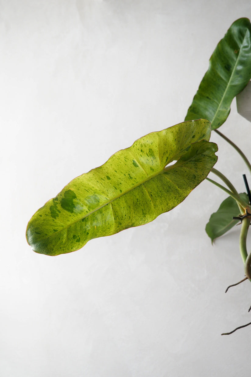 Philodendron paraiso verde