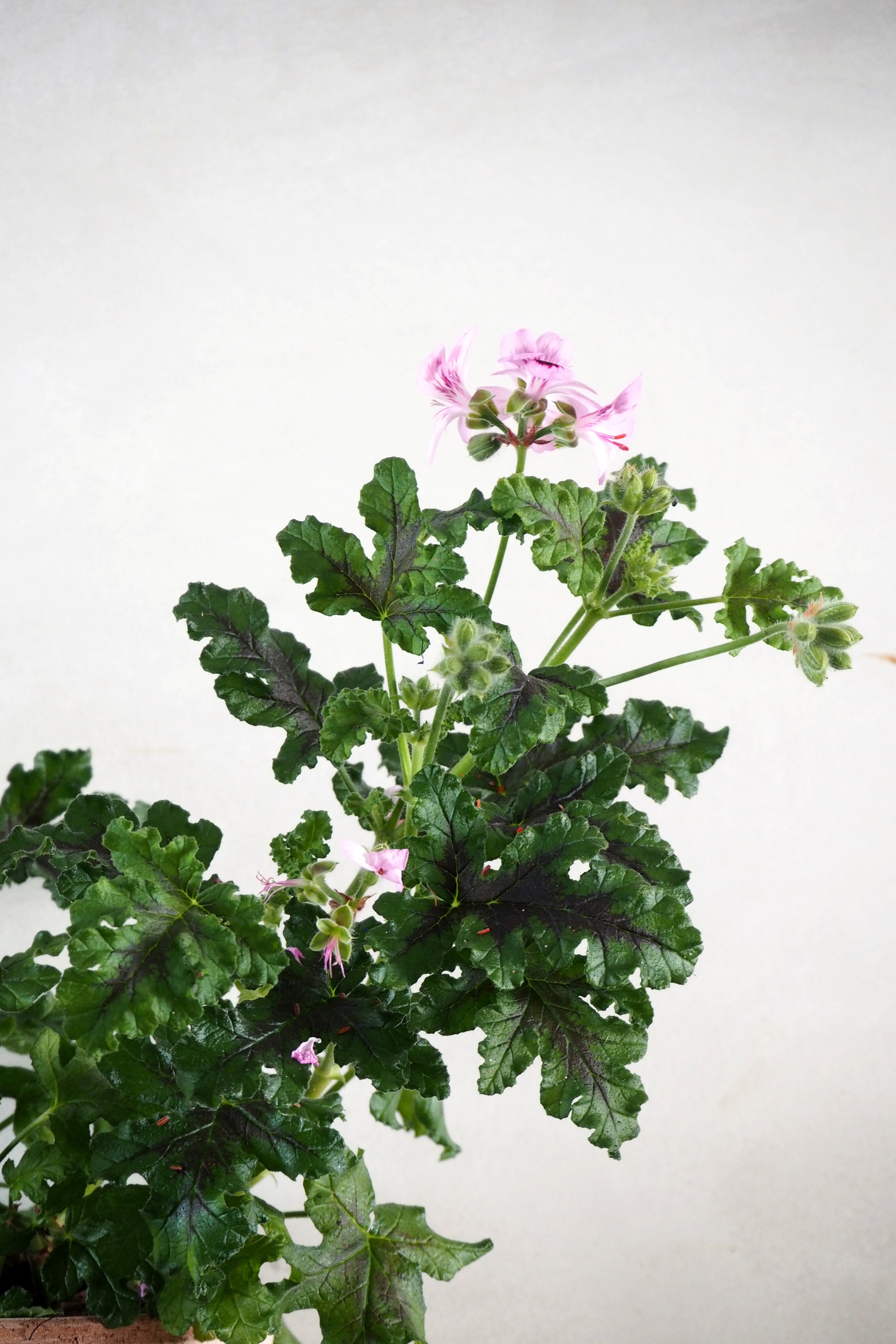Geranium - Oak leaf Variegated