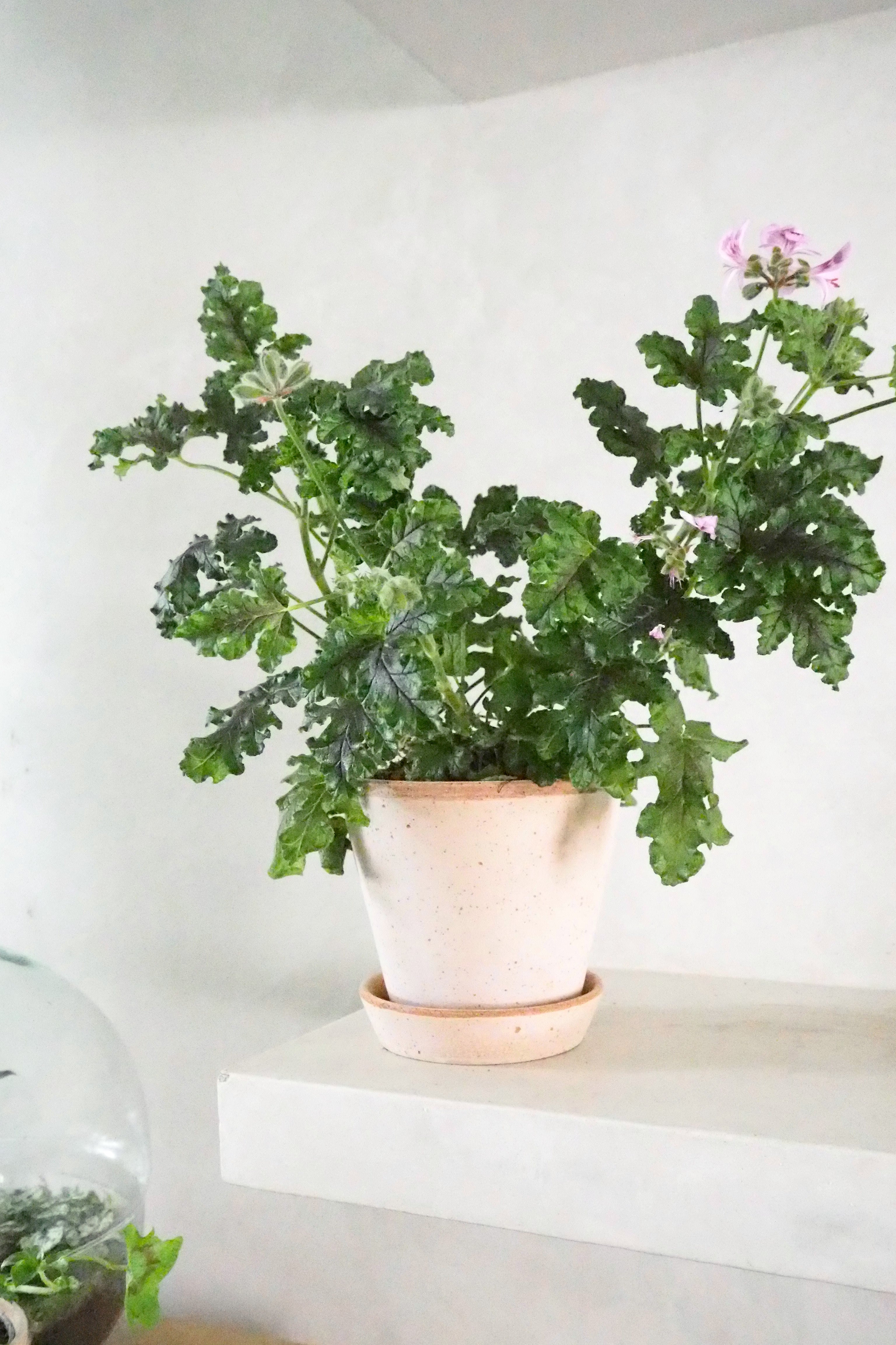 Geranium - Oak leaf Variegated