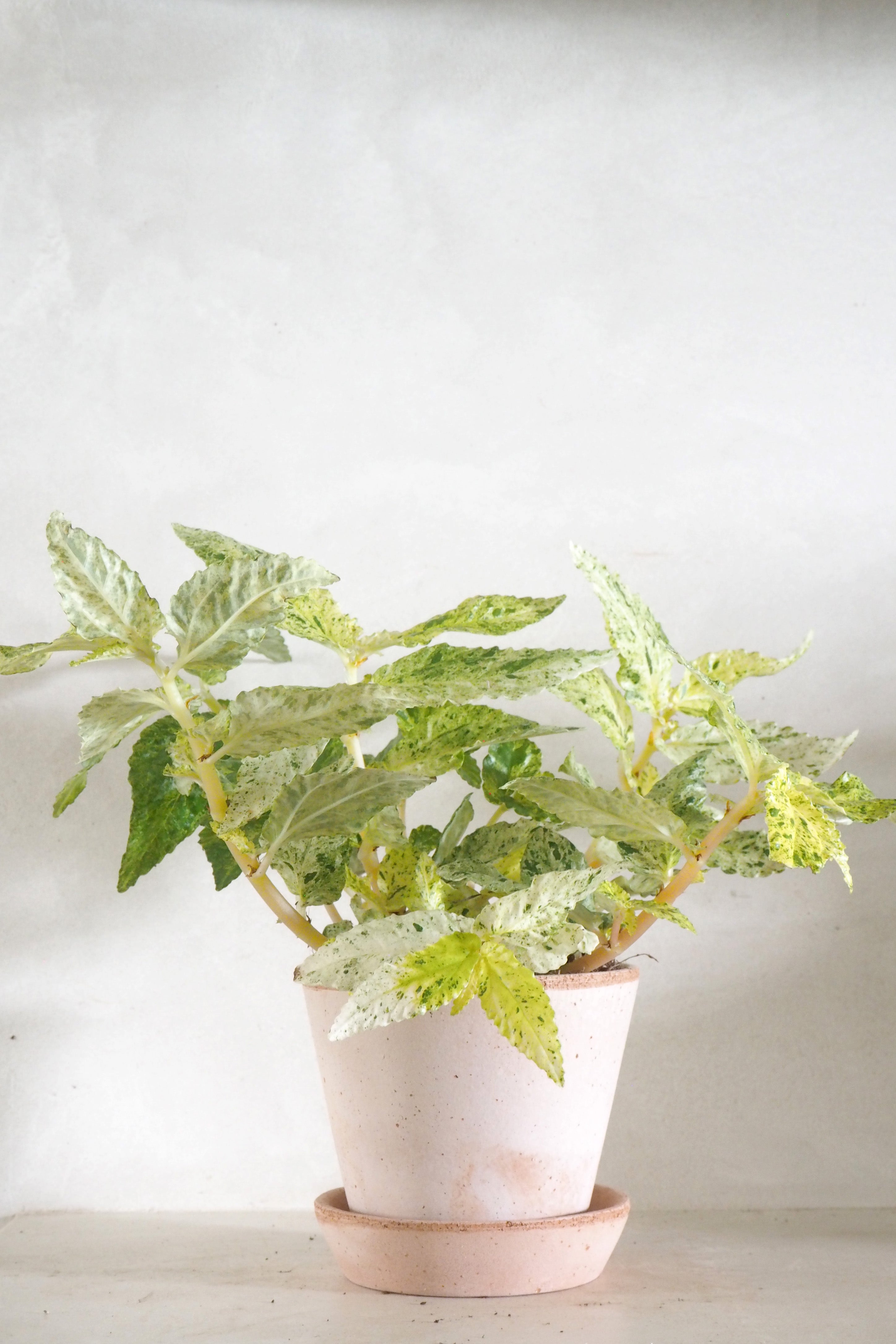 Pellionia repens ‘Variegata’