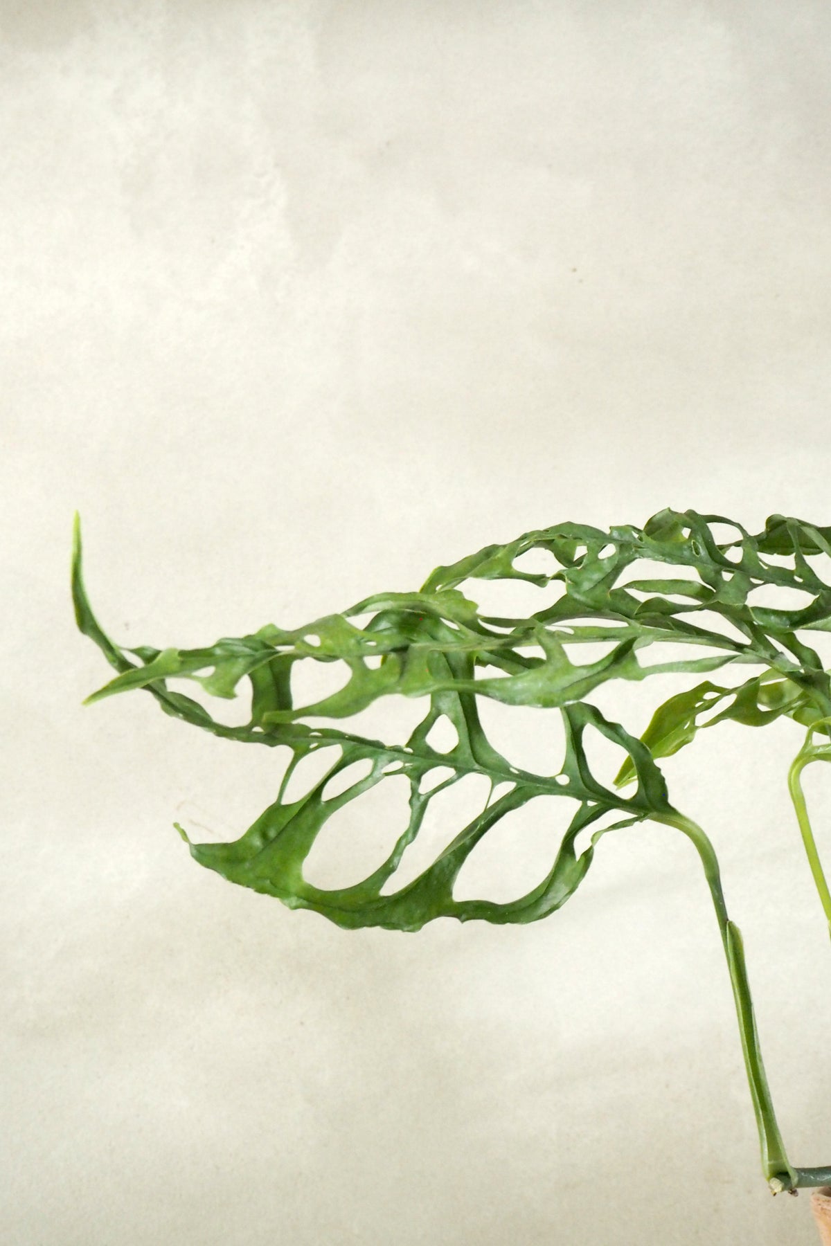 Monstera obliqua Peru