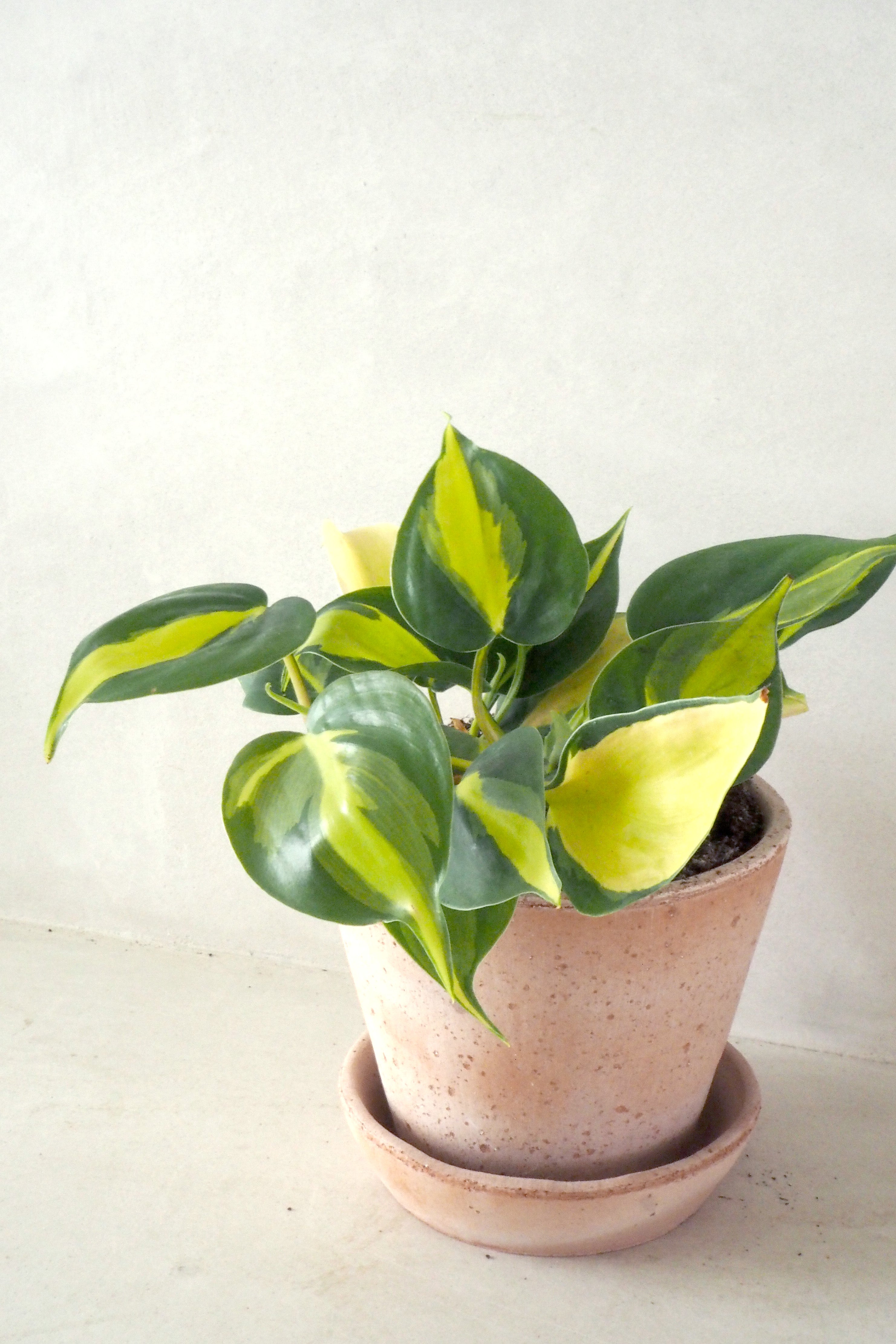 Philodendron Brazil