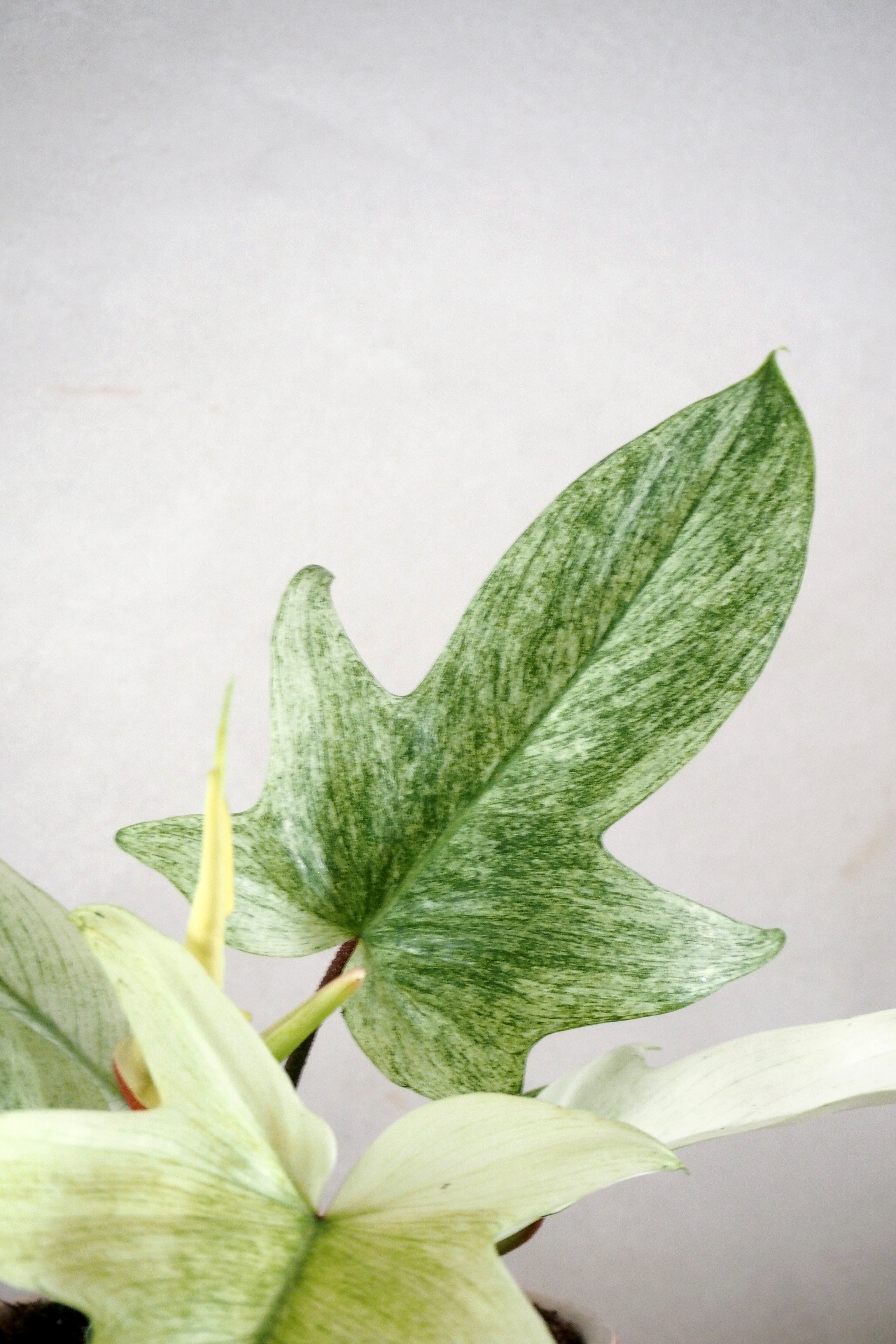 Philodendron Florida Ghost